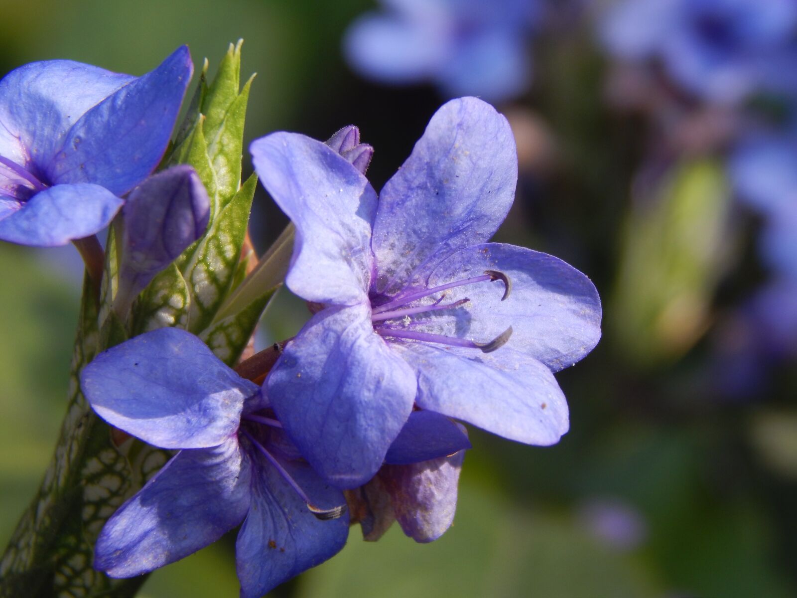 Nikon Coolpix L820 sample photo. Flower, blue, petals photography