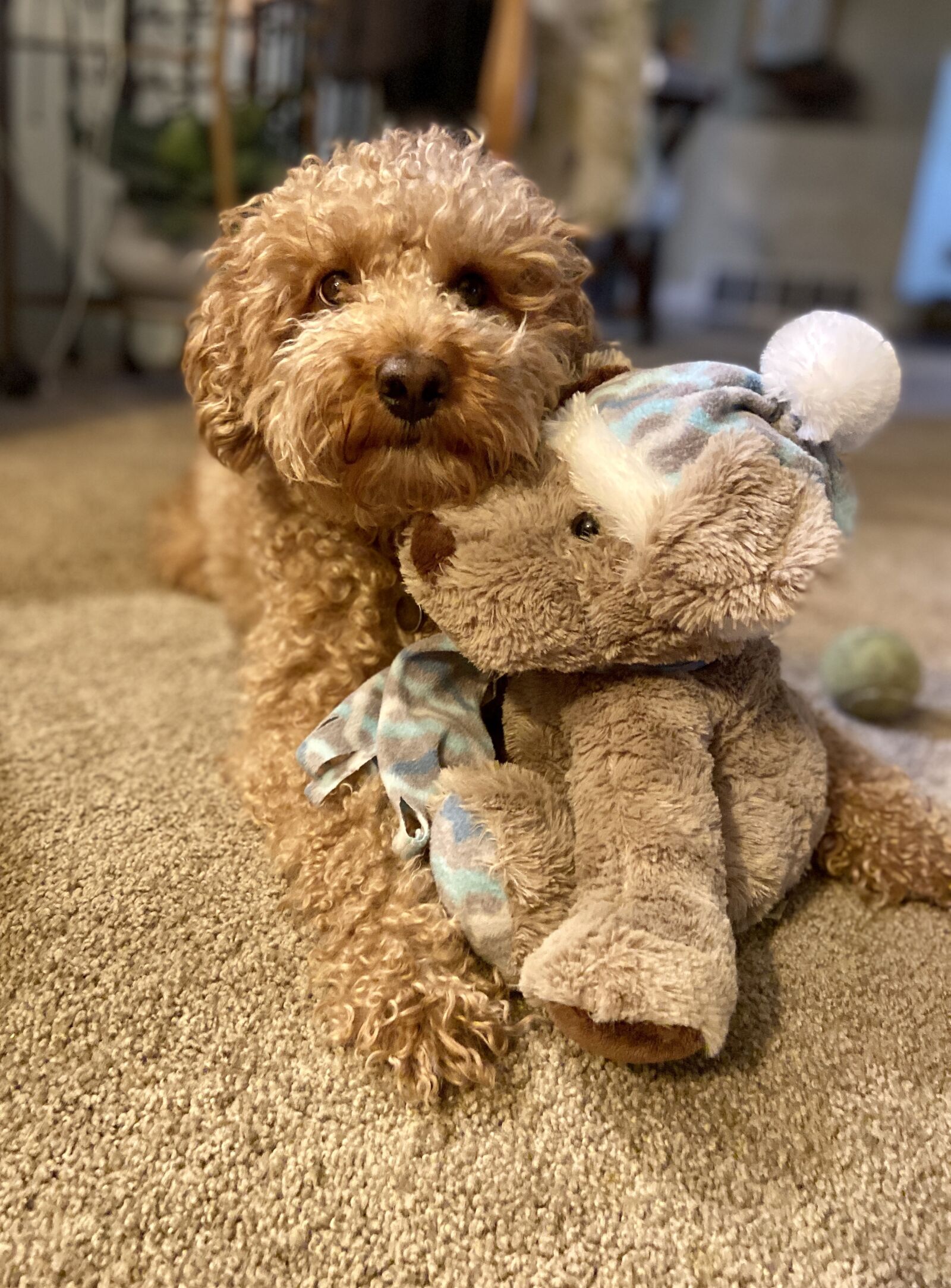Apple iPhone 11 sample photo. Jake, goldendoodle, stud photography