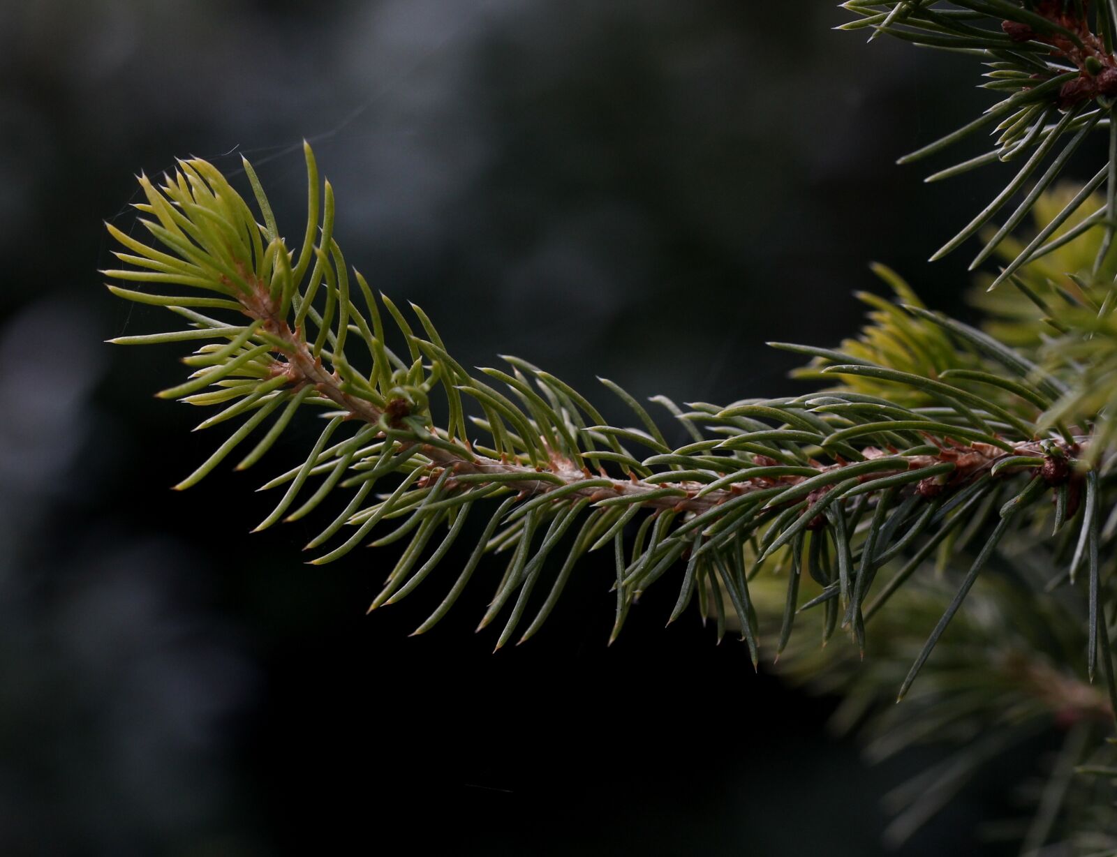 Canon EF-S 60mm F2.8 Macro USM sample photo. Brad, conifer, casey photography