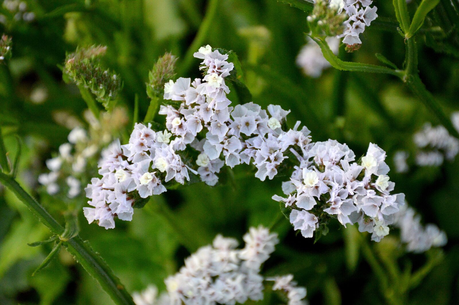 Nikon D3200 sample photo. Statice, summer, flowers photography