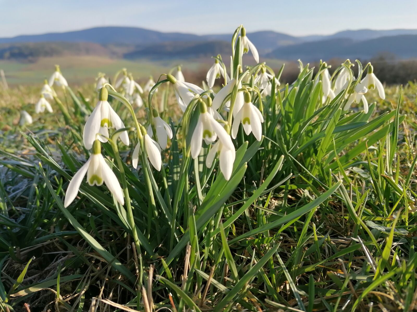 HUAWEI P30 LITE sample photo. Schneeglöckchen, natur, blume photography