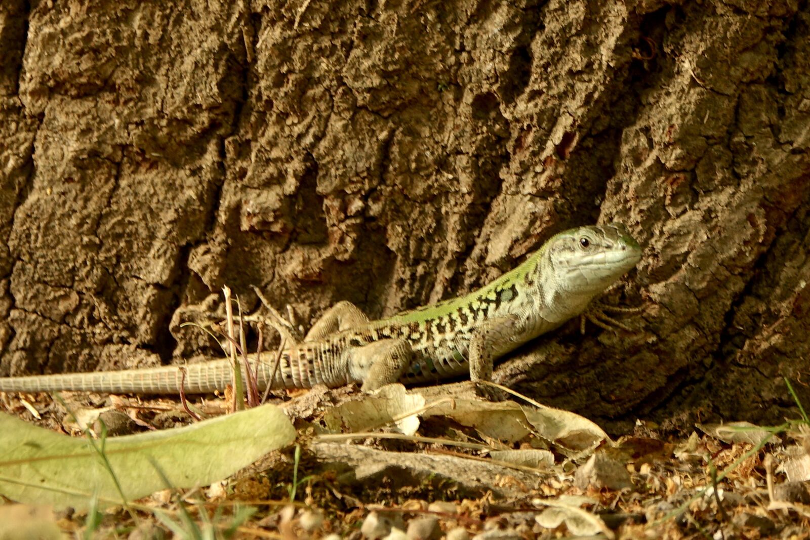 Sony Cyber-shot DSC-RX10 III sample photo. Lizard, nature, reptile photography