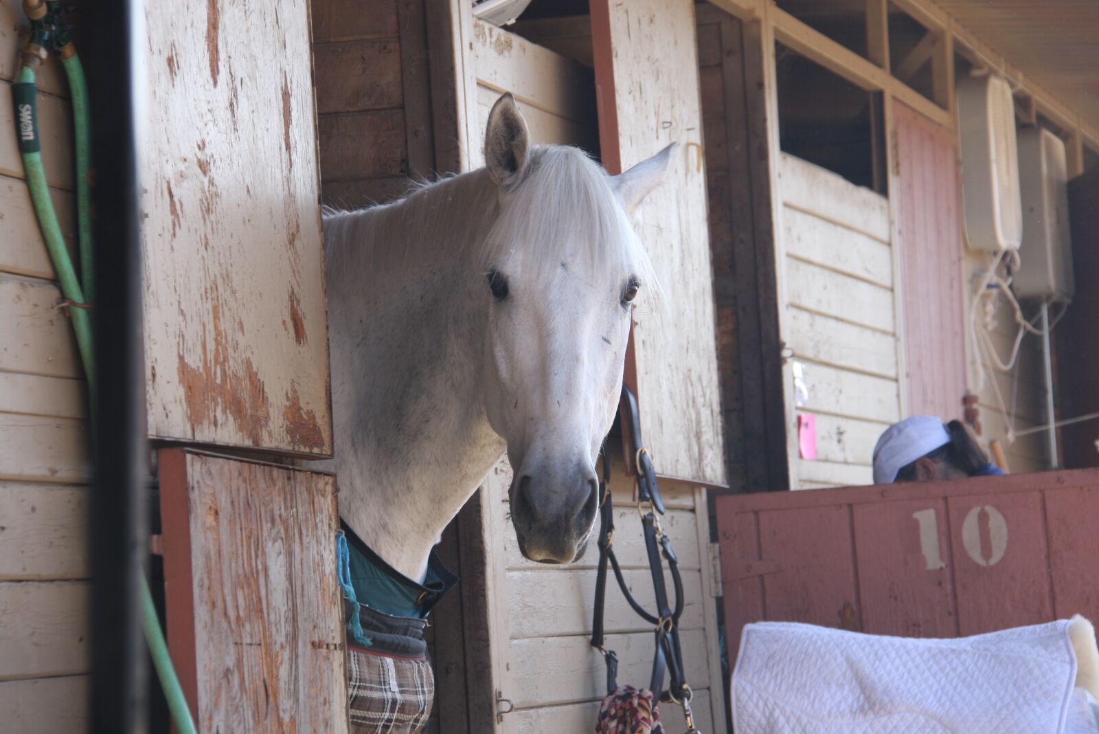 Canon EOS 40D sample photo. Horse, horse show, stable photography