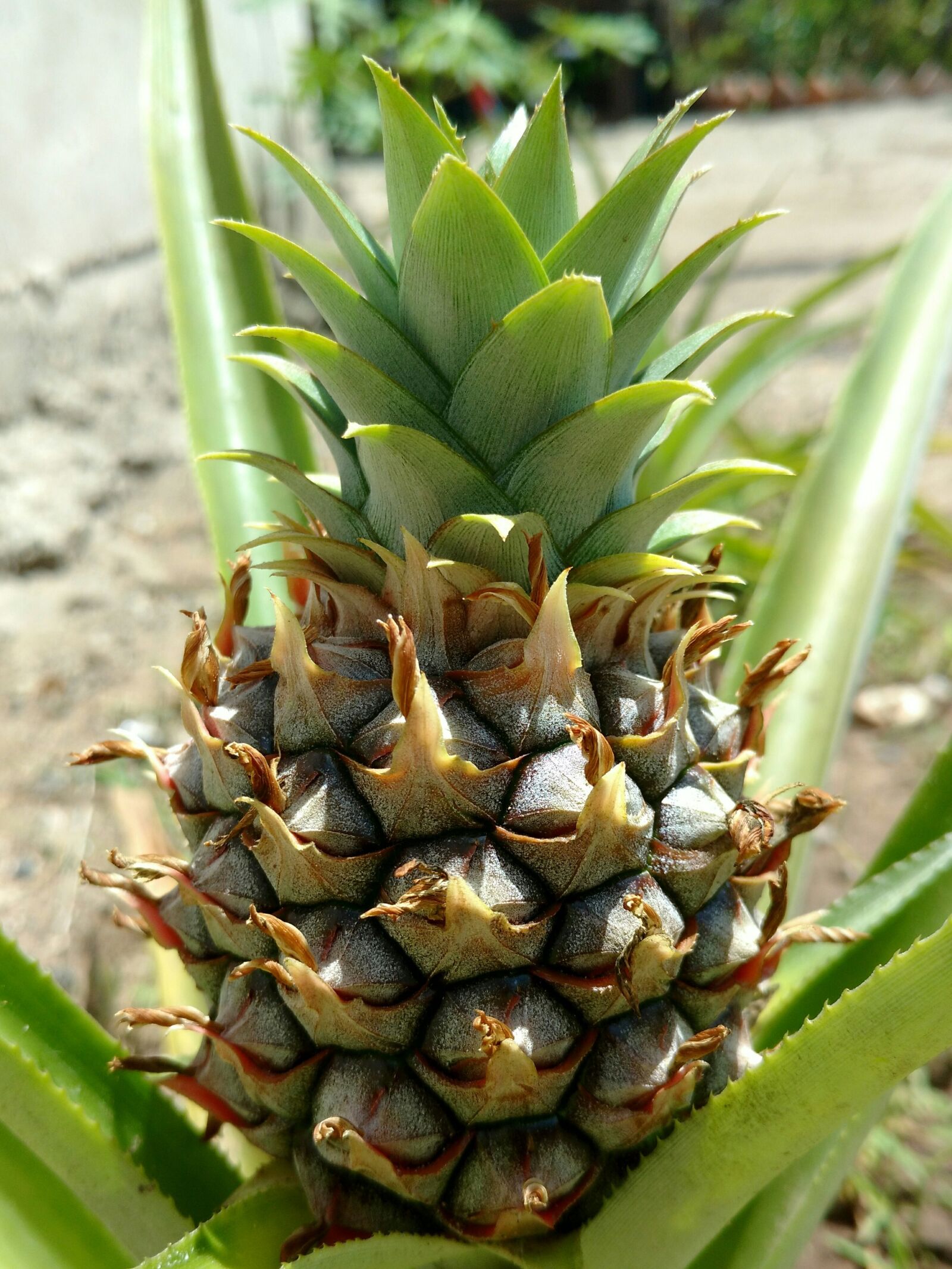 Motorola XT1563 sample photo. Pineapple, tropical fruit, vegetable photography