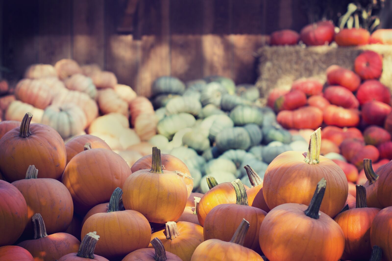 Nikon D600 sample photo. Agriculture, blur, close-up photography