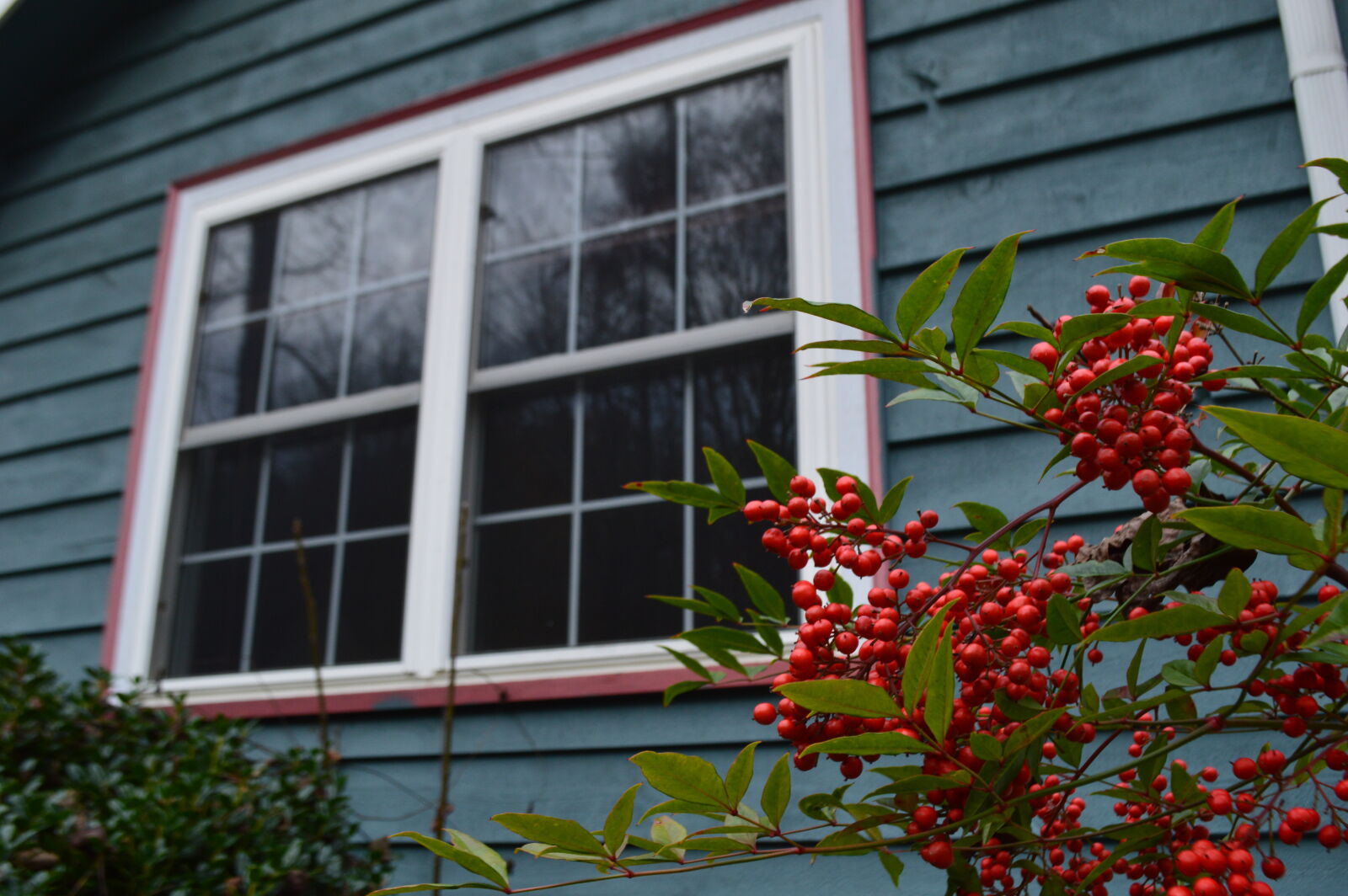 Nikon D3200 sample photo. Berries, blue, window photography