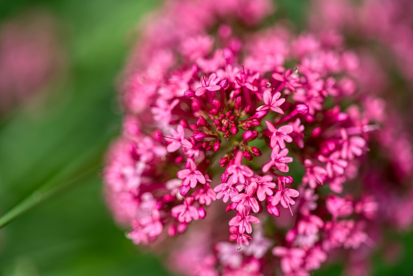 Nikon D750 sample photo. Red spur flower, centranthus photography
