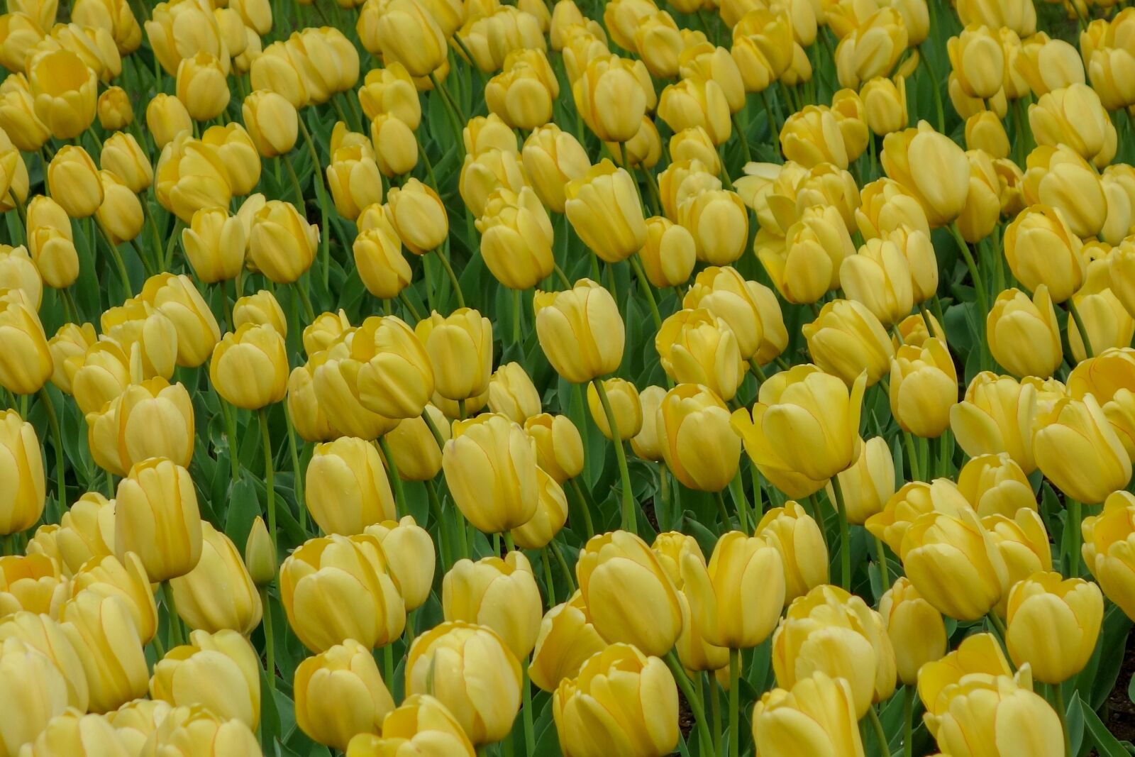 Hasselblad Stellar sample photo. Tulip, tulips, flower photography