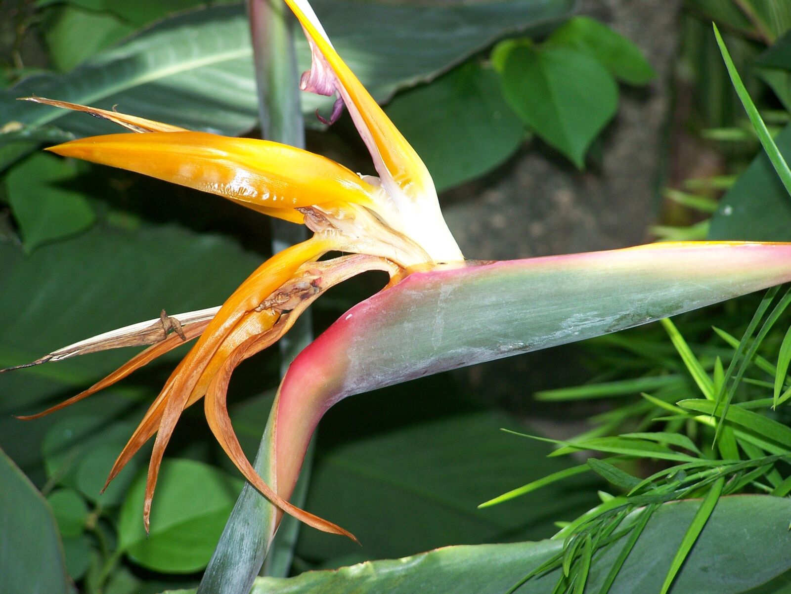 Kodak Z650 ZOOM DIGITAL CAMERA sample photo. Paradise, flower, tropical photography