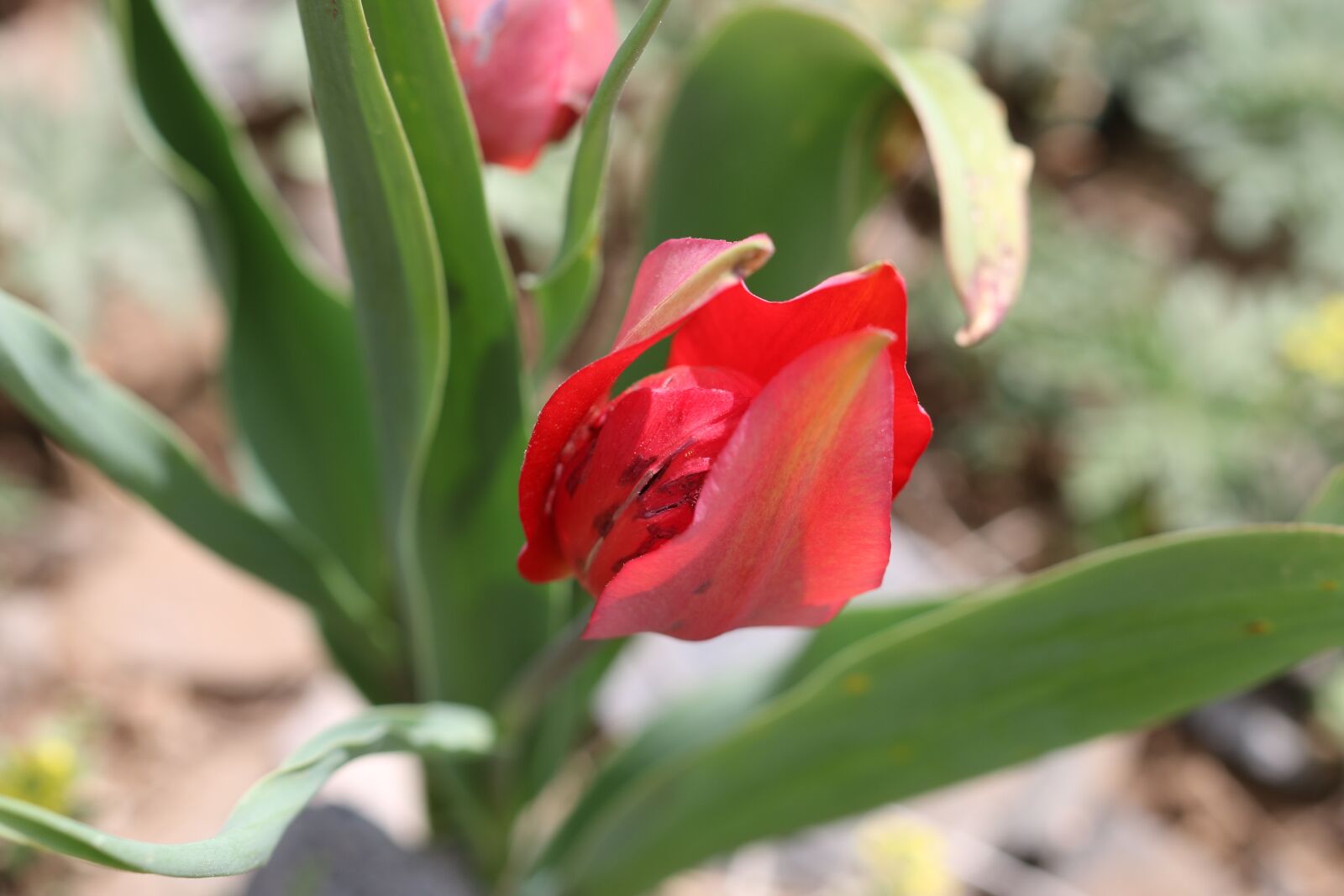 Canon EOS 70D + Canon EF 100mm F2.8 Macro USM sample photo. Tulips, green, red photography