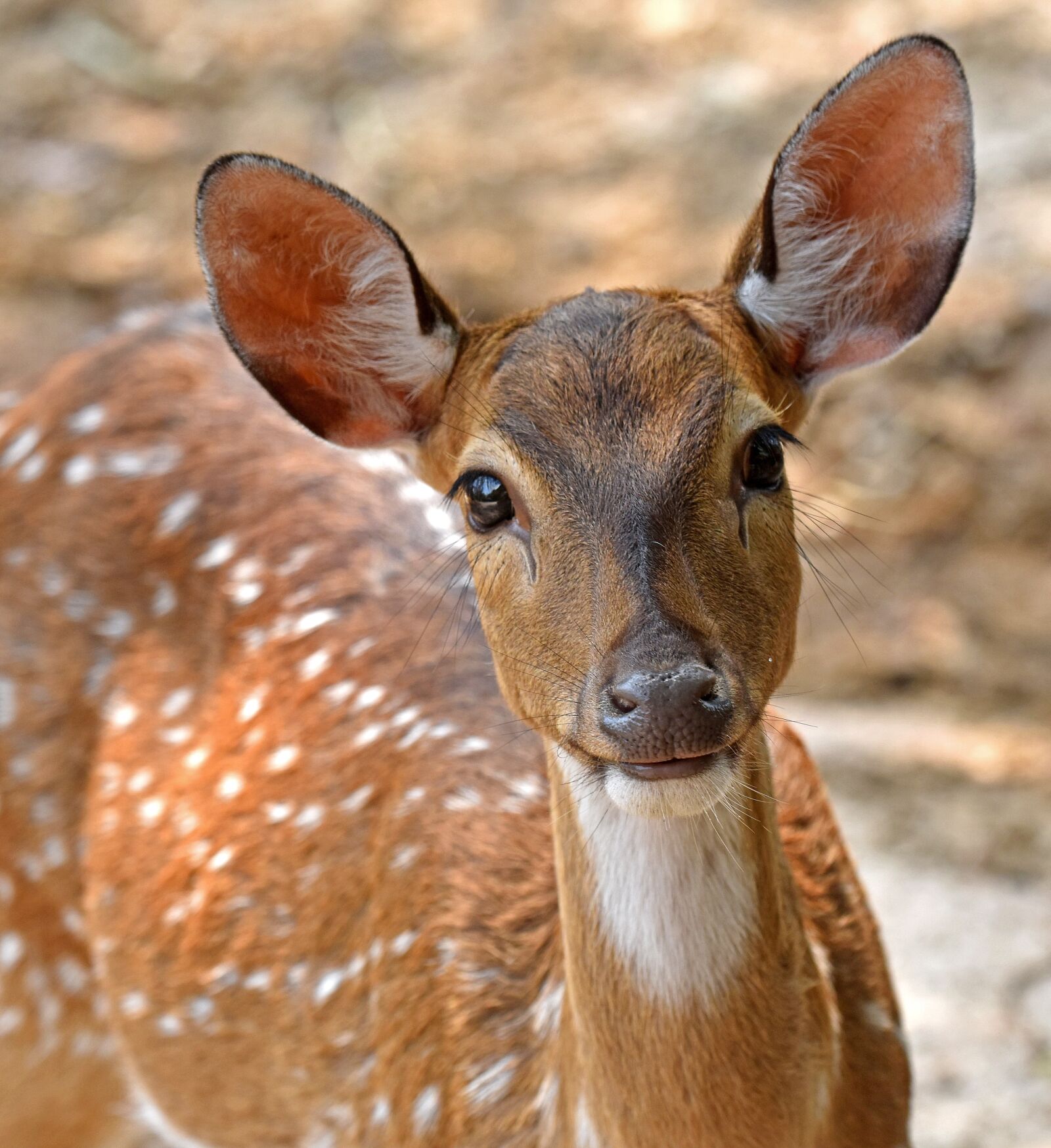 Nikon D5600 sample photo. Chital, deer, animal photography