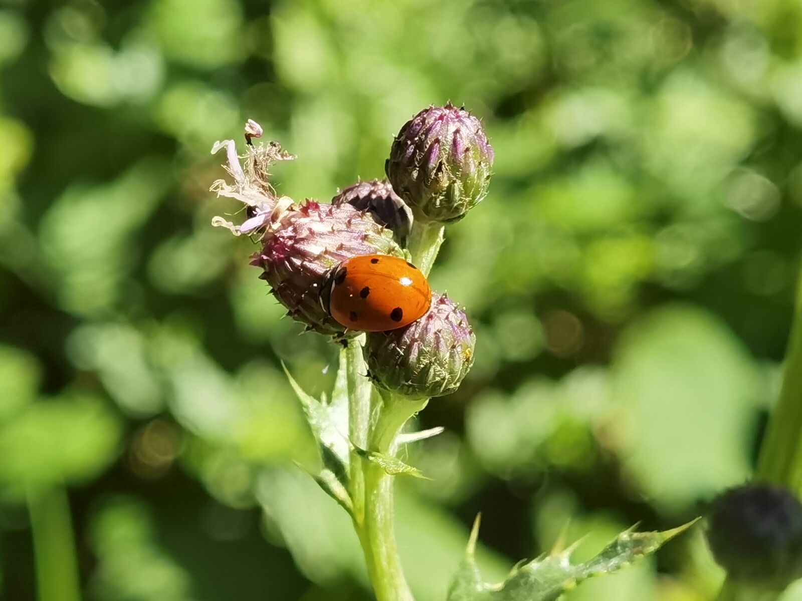 HUAWEI ELS-NX9 sample photo. Malvern, united kingdom, worcestershire photography