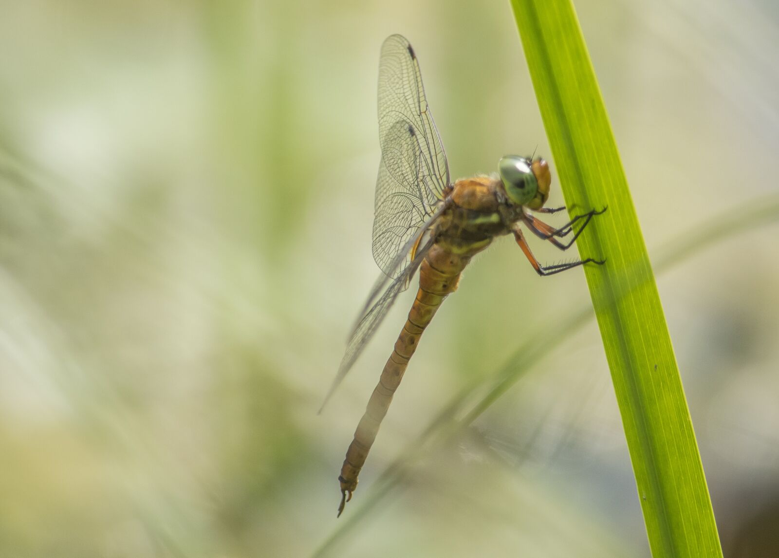 Nikon D5300 sample photo. Dragonfly, insect, animals photography