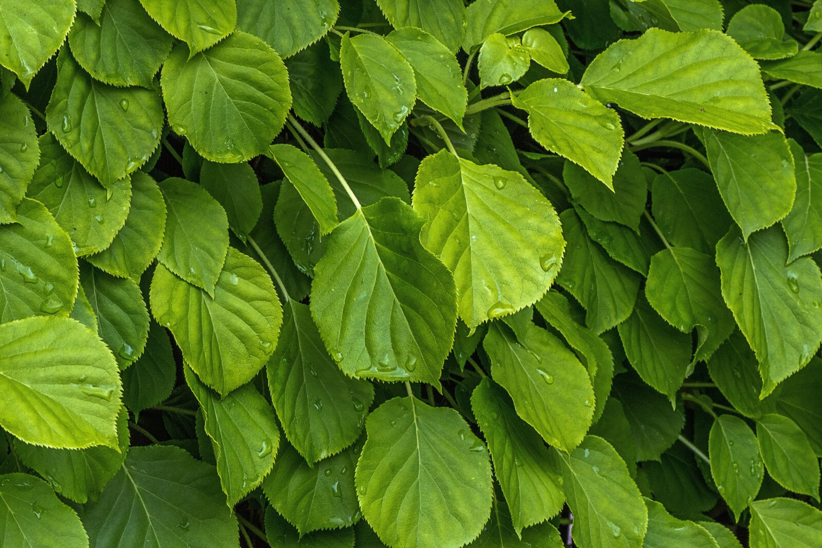 Nikon D610 sample photo. Leaf, green, nature photography