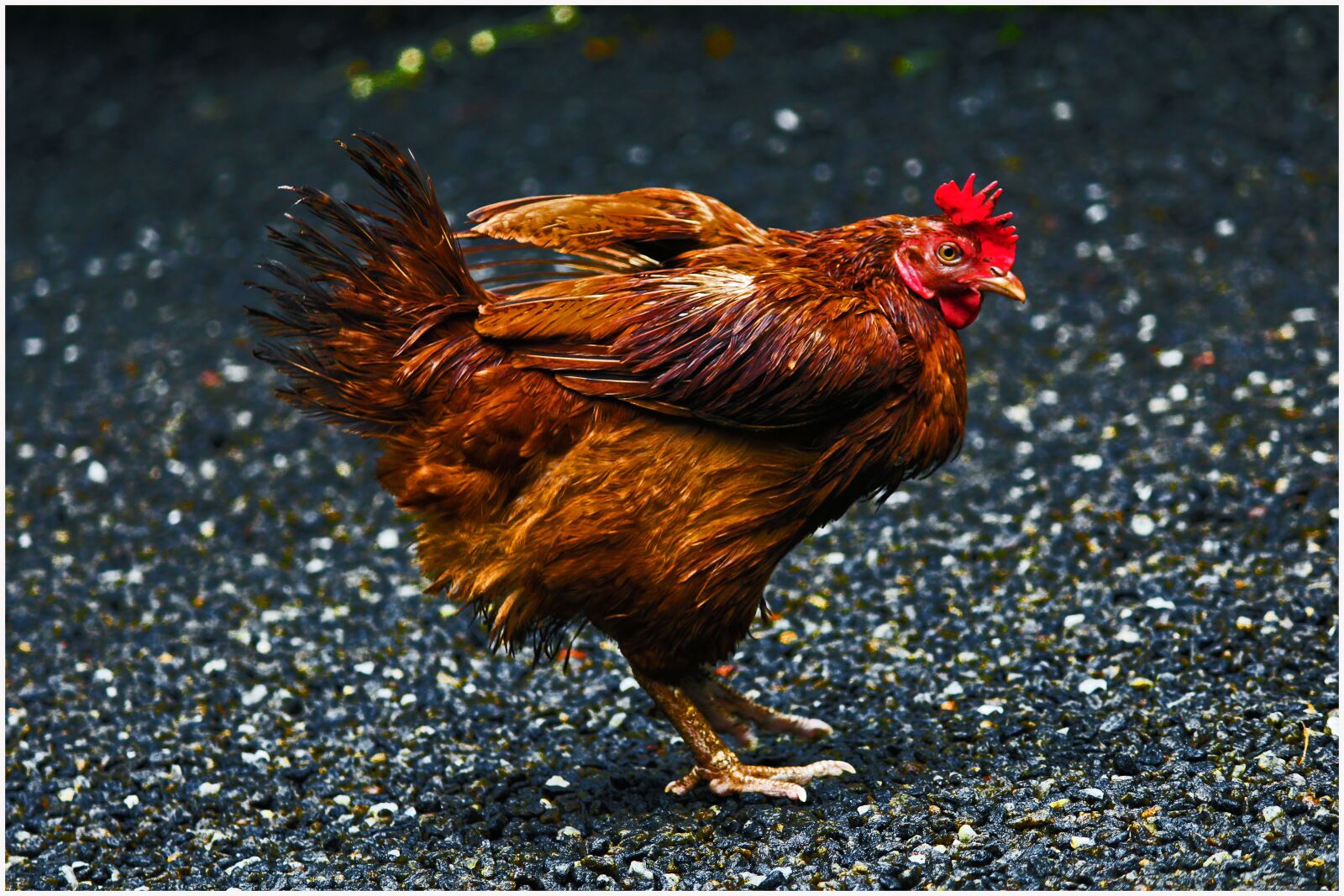 Canon EOS 1200D (EOS Rebel T5 / EOS Kiss X70 / EOS Hi) sample photo. Bird, hen, poultry photography