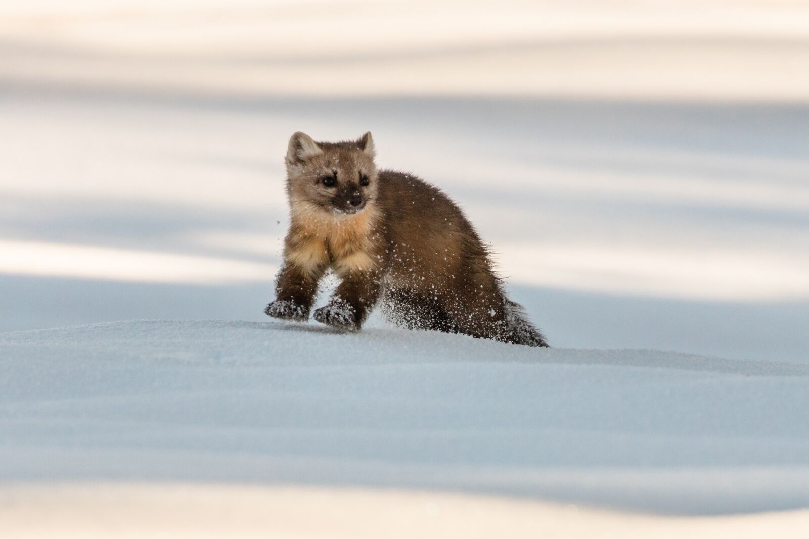 Canon EOS 5DS + Canon EF 100-400mm F4.5-5.6L IS II USM sample photo. Marten, snow, wildlife photography