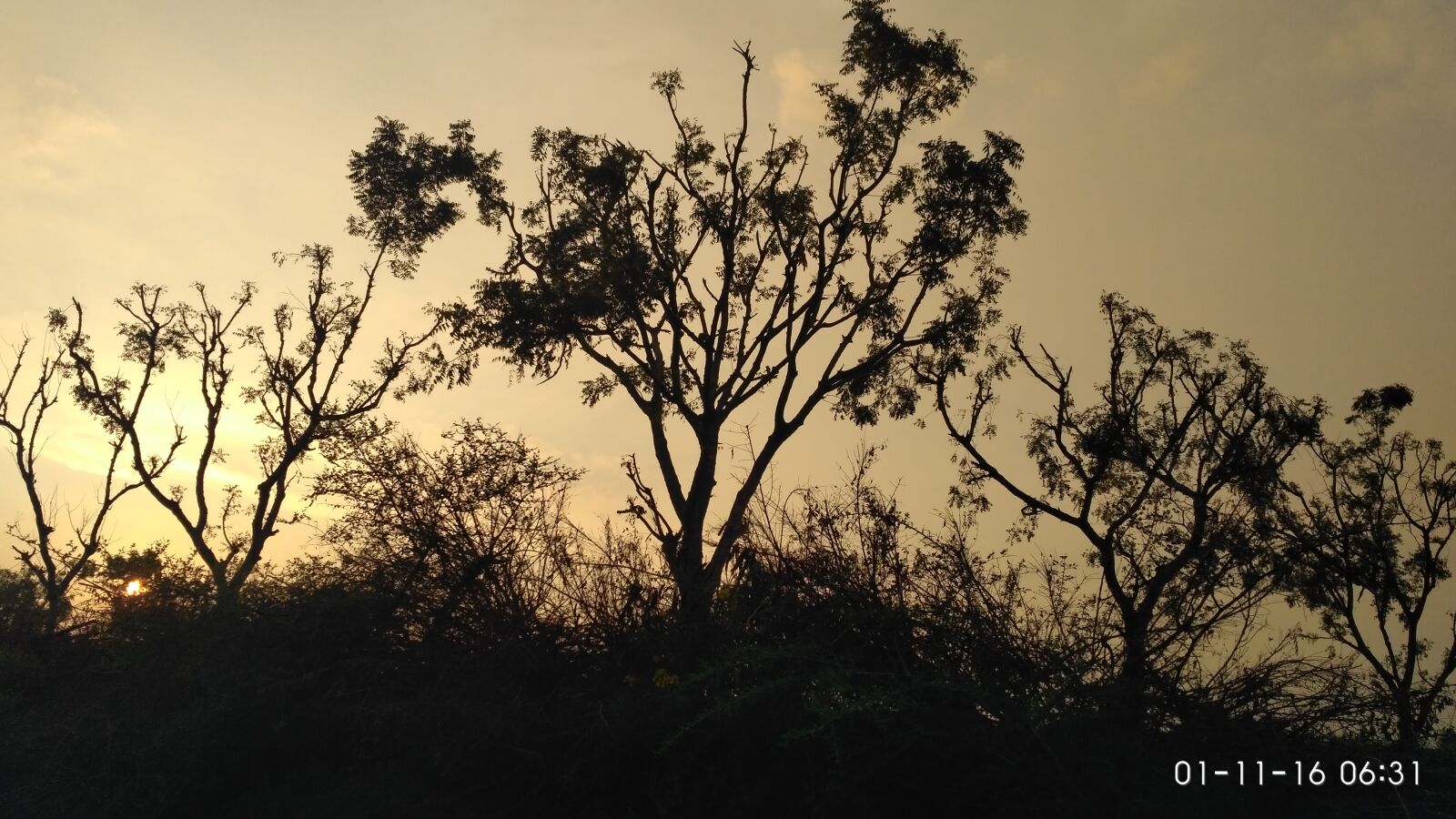 Xiaomi Redmi 3S sample photo. Silhouette, trees, against, sky photography