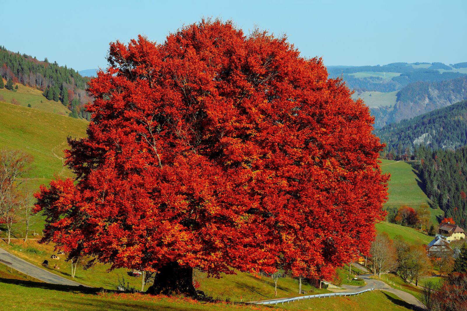 Fujifilm XF 55-200mm F3.5-4.8 R LM OIS sample photo. Tree, beech, deciduous tree photography