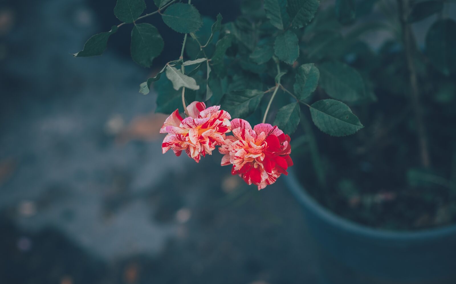 Nikon D3 sample photo. Flower, leaf, floral photography