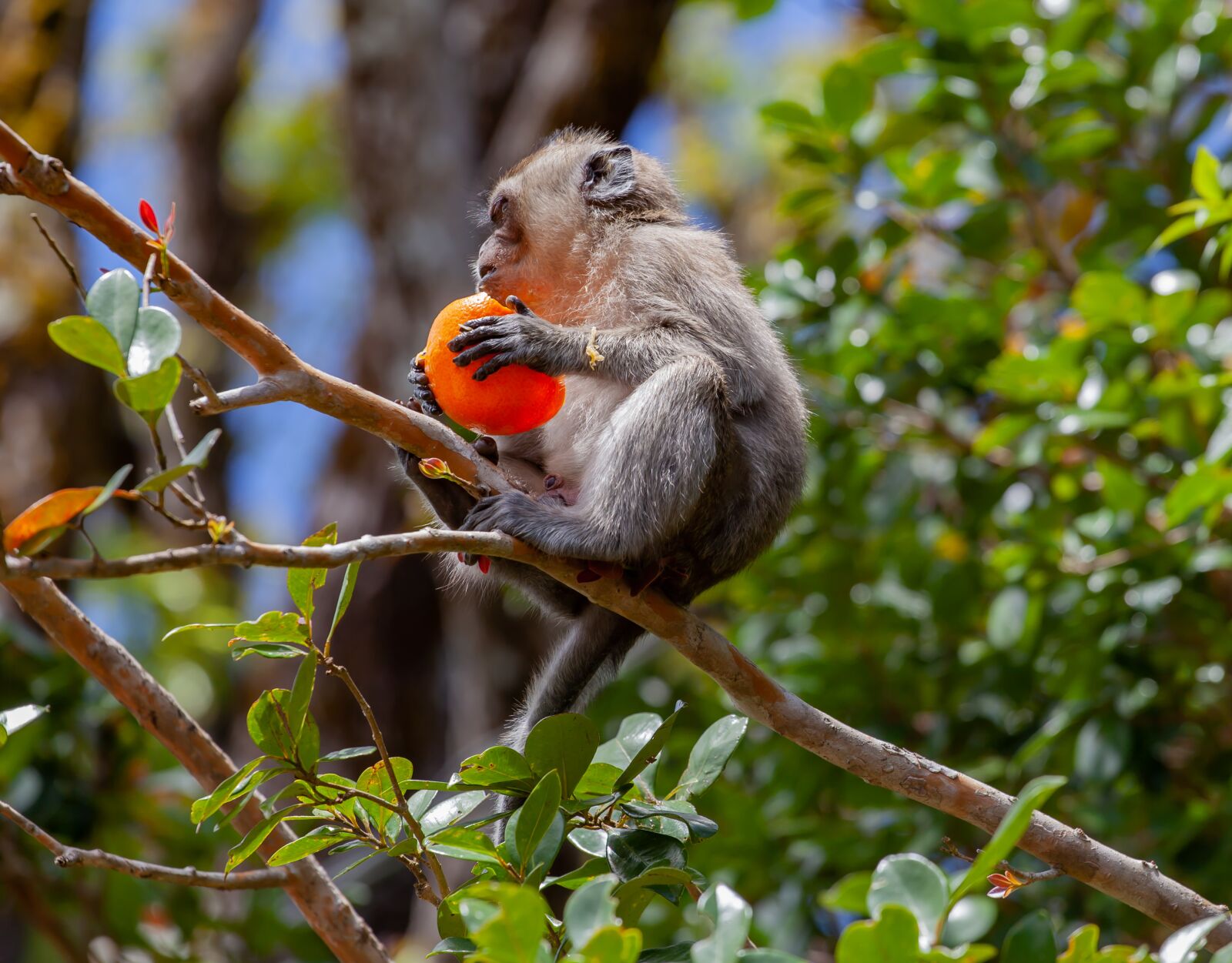 Canon EF 70-200mm F4L USM sample photo. Long tailed macaque, crab-eating photography