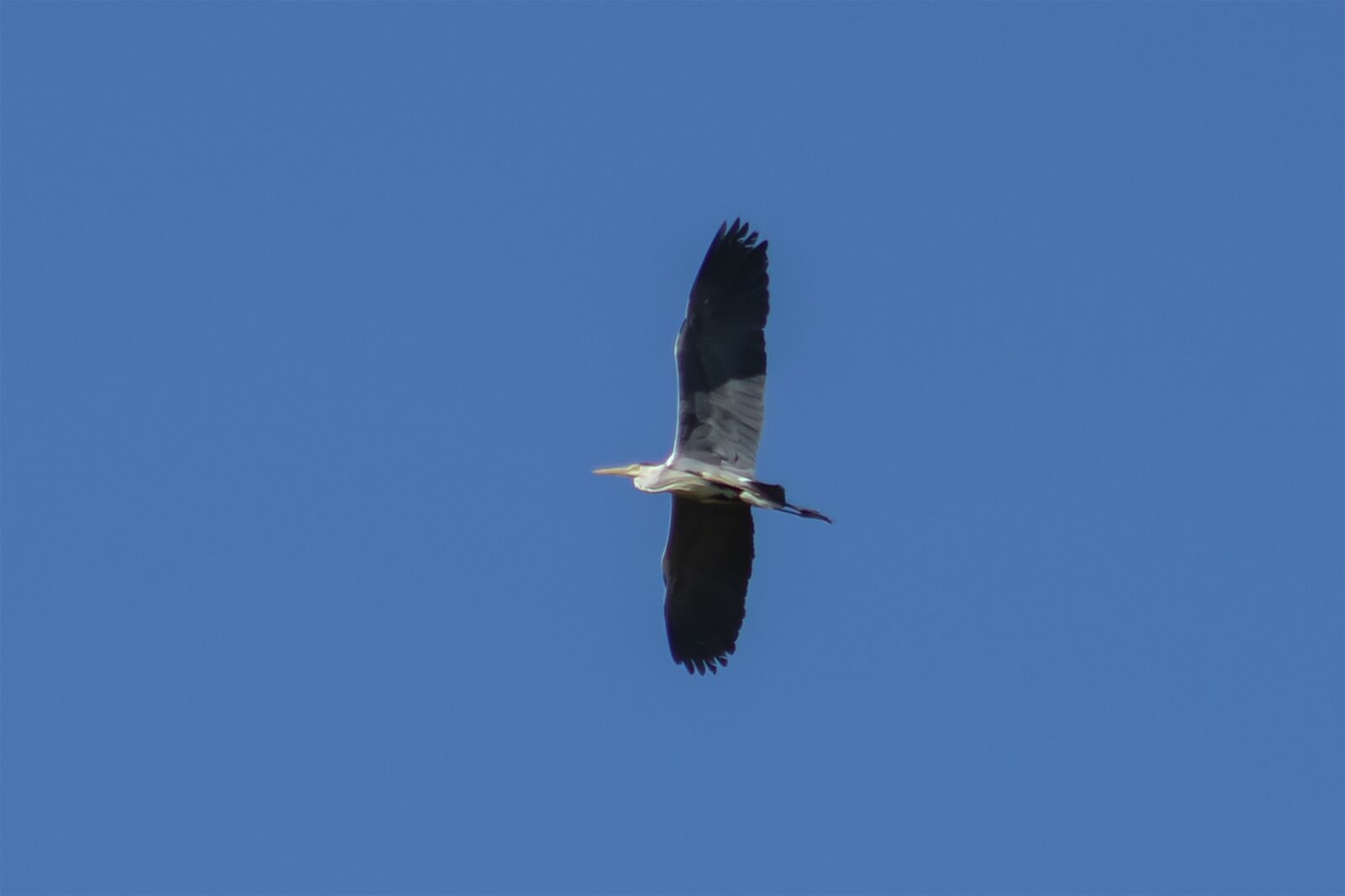 Canon EF75-300mm f/4-5.6 sample photo. Grey heron, water bird photography
