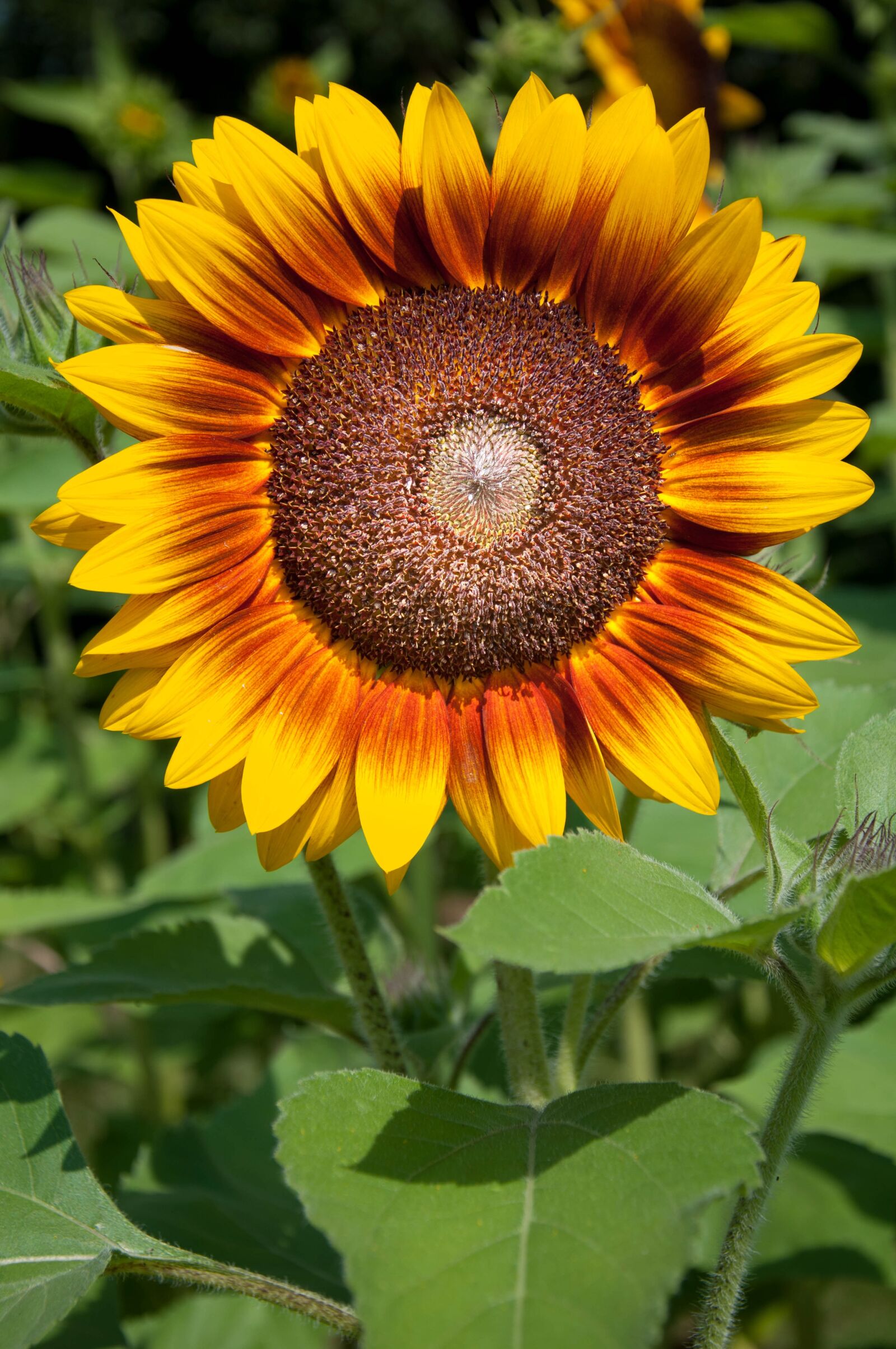 Nikon D90 sample photo. Sunflower, bouquet, flowers photography