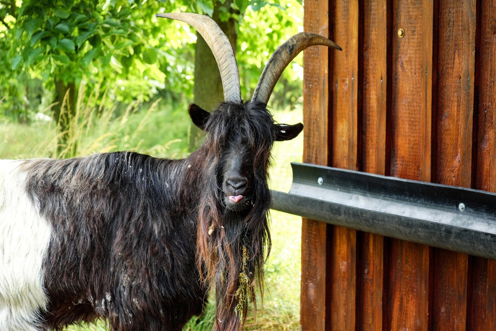 Fujifilm X-T10 + Fujifilm XC 50-230mm F4.5-6.7 OIS sample photo. Billy goat, goat, livestock photography