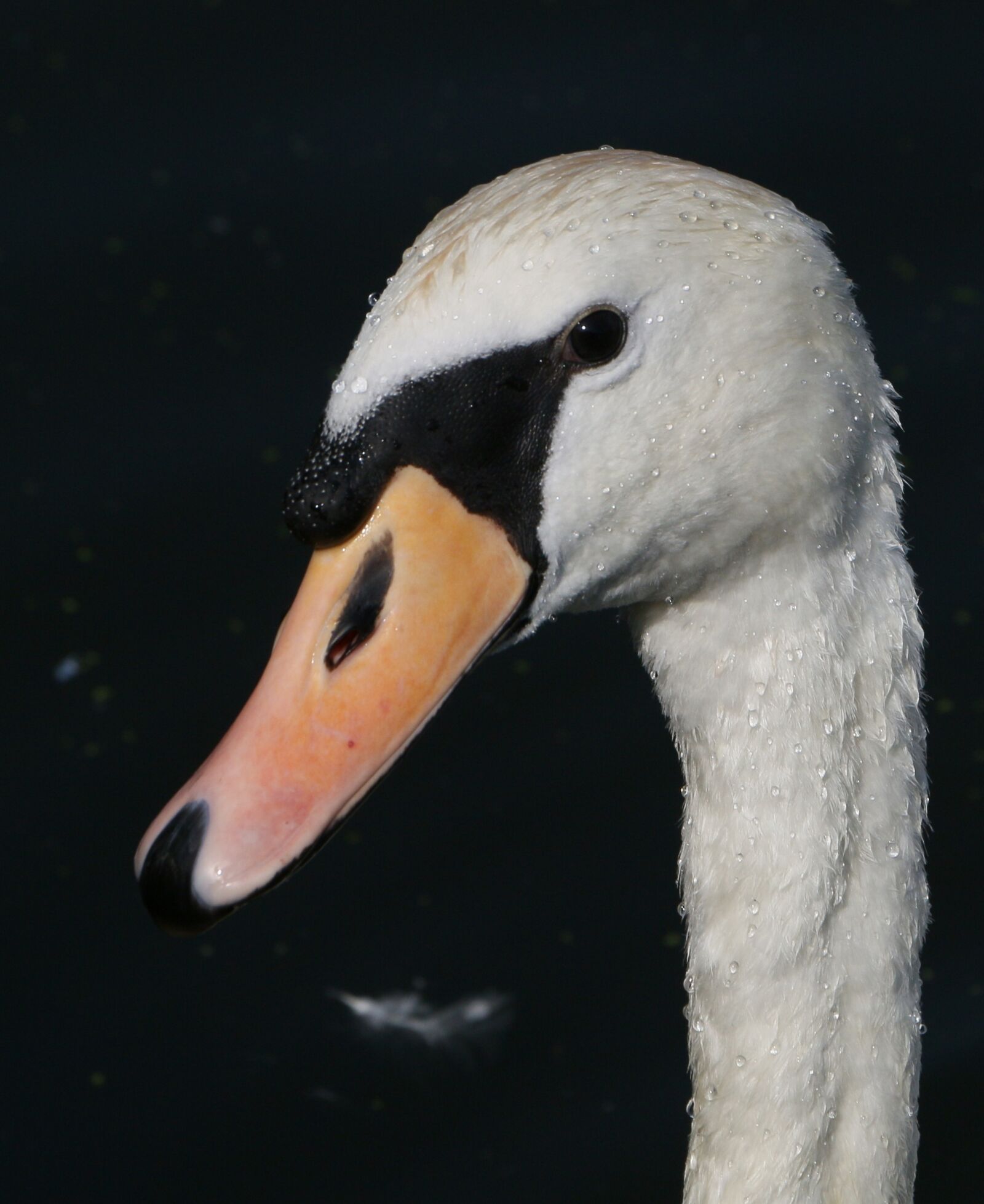 Canon EOS 70D sample photo. Swan, portrait, summer photography