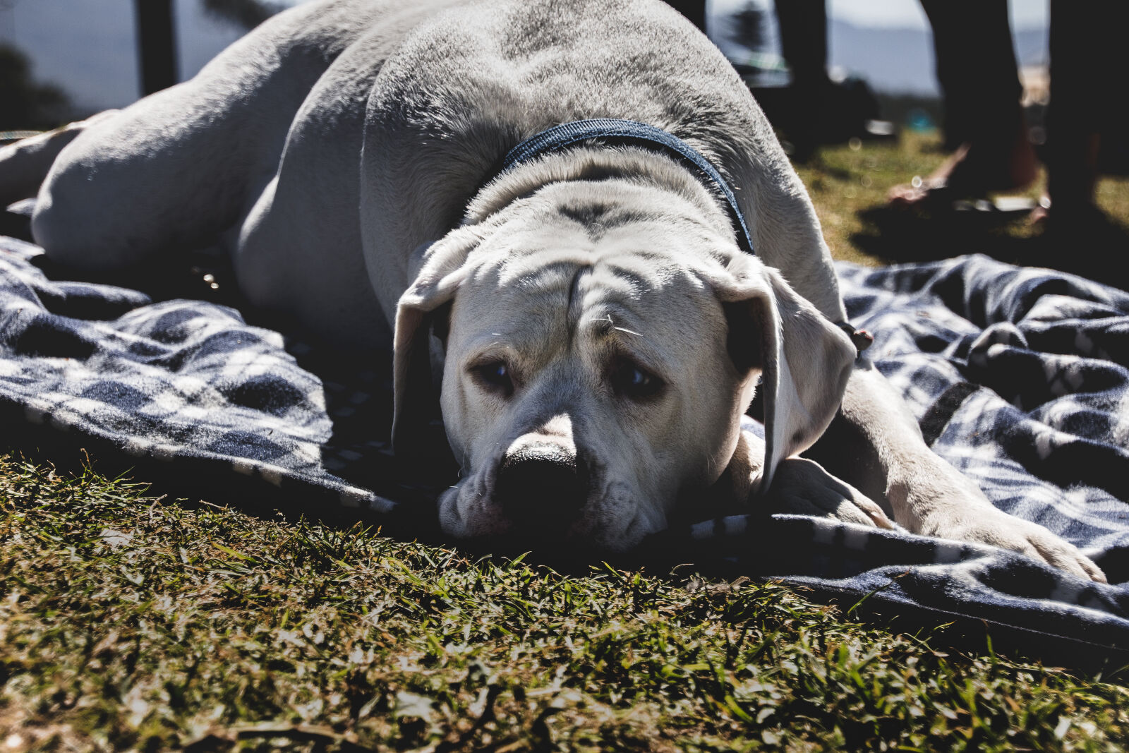 Tamron 18-270mm F3.5-6.3 Di II VC PZD sample photo. Adorable, animal, blanket, canine photography