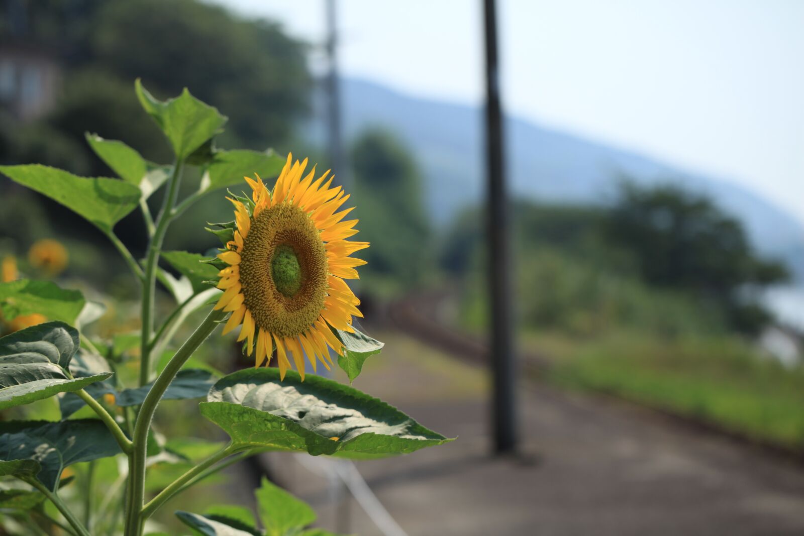 Canon EOS 5D Mark II sample photo. Sunflower, flower, summer photography