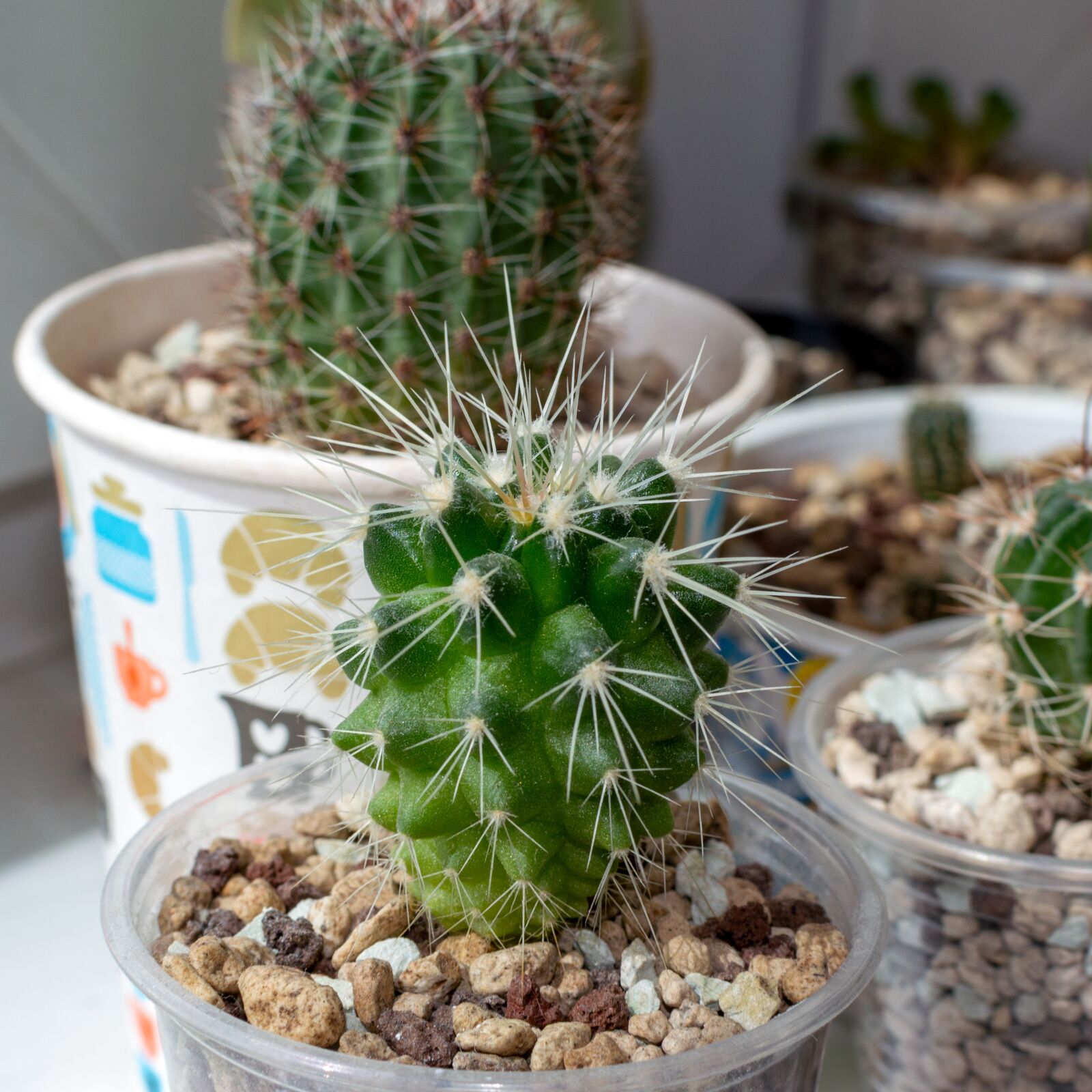 Nikon D3200 sample photo. Cactus, ehinokaktus of gruson photography