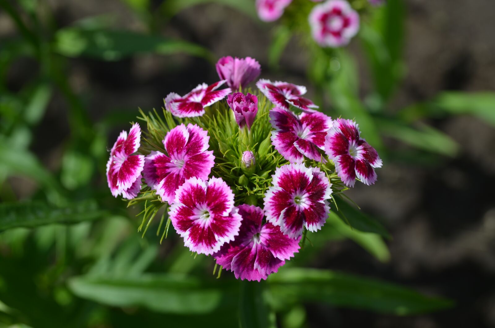 Nikon D5100 sample photo. Sweet-william, flower, bloom photography