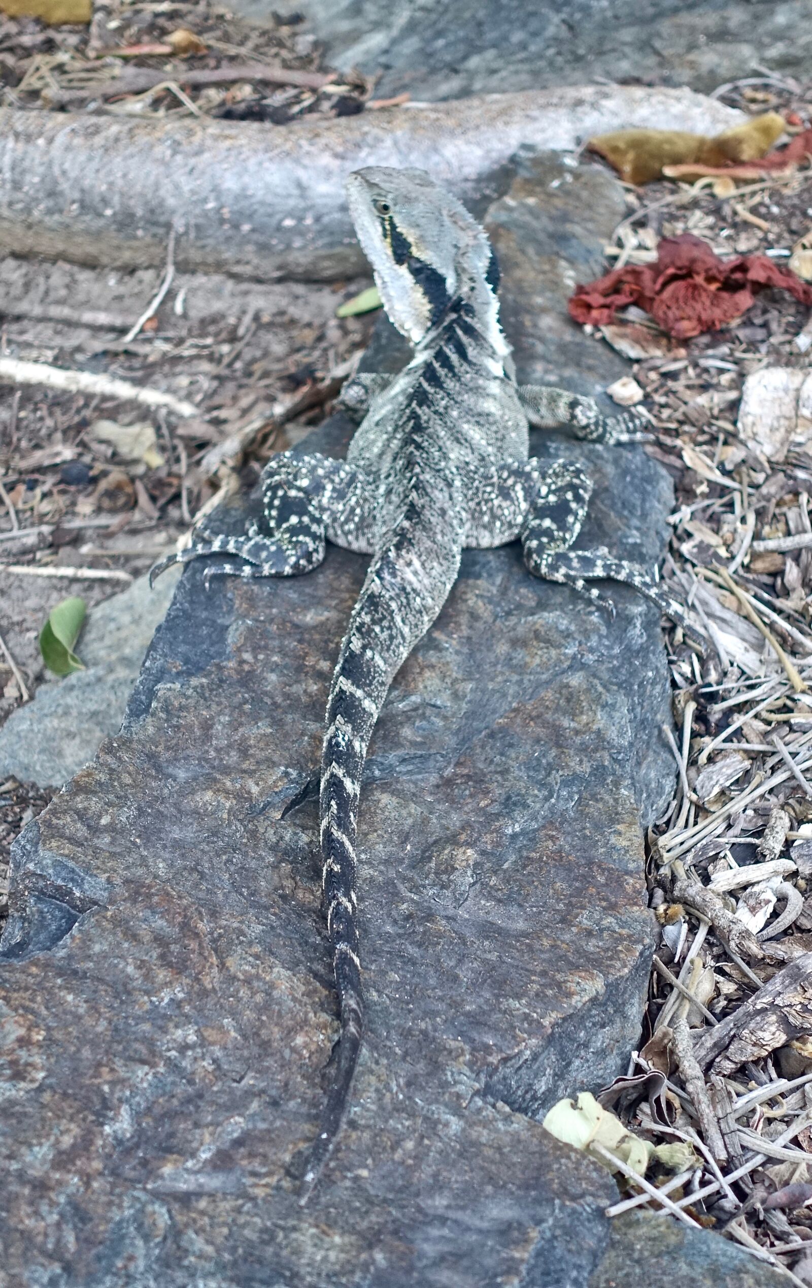 Sony Cyber-shot DSC-RX100 III sample photo. Lizard, water dragon, nature photography