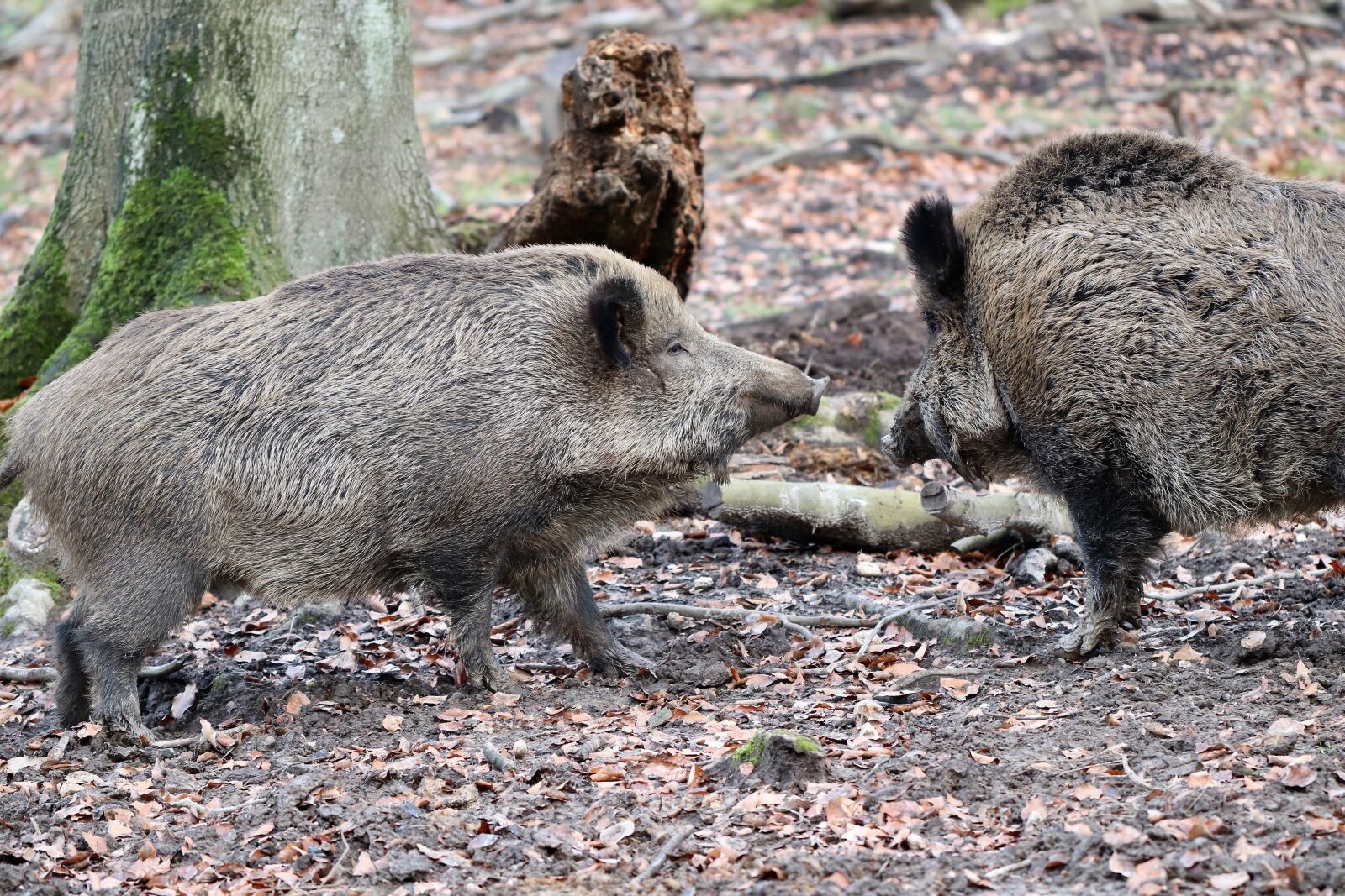 Canon EOS 800D (EOS Rebel T7i / EOS Kiss X9i) sample photo. Wild boar, wild boars photography