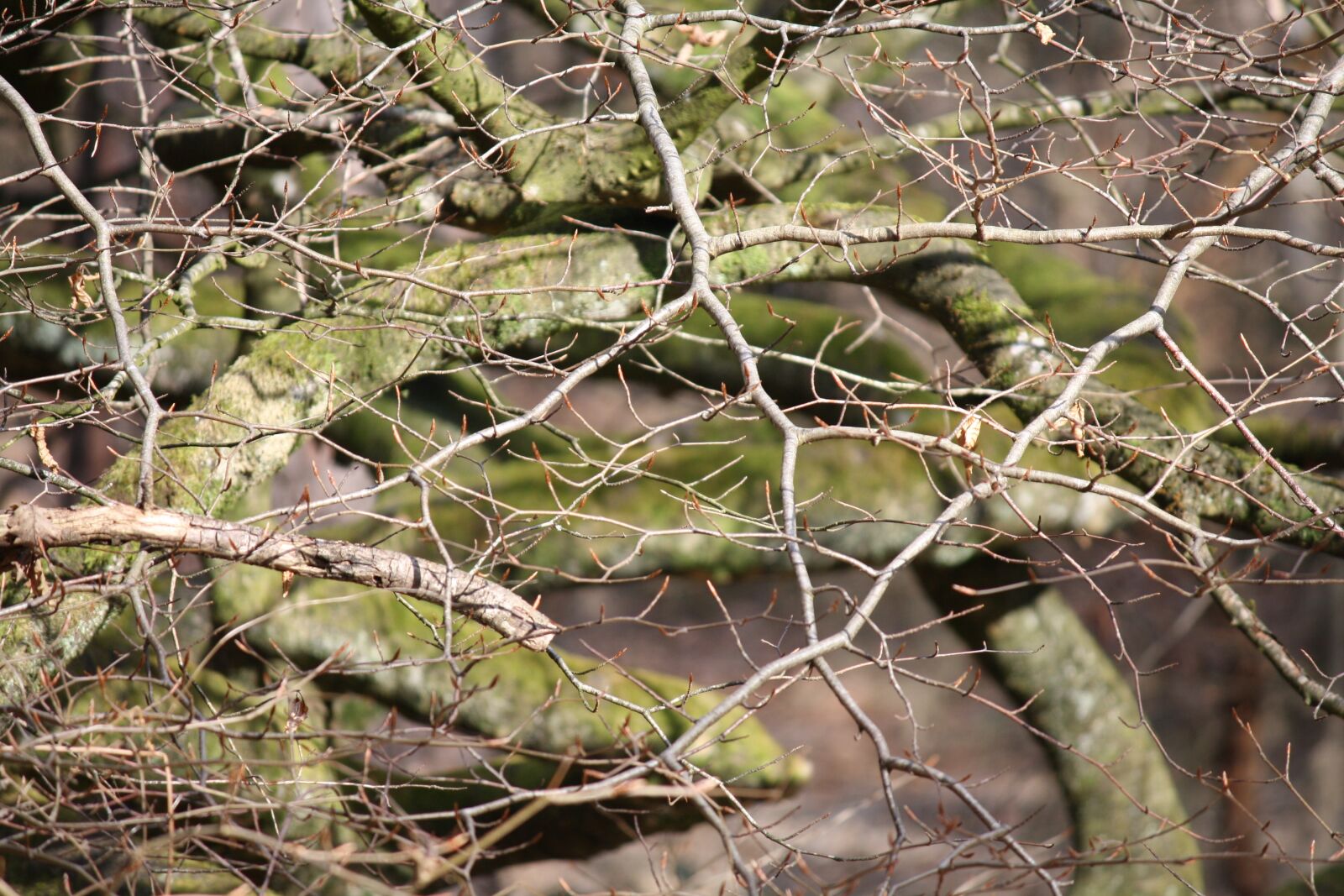 Canon EOS 1000D (EOS Digital Rebel XS / EOS Kiss F) sample photo. False, of, verzy beech photography