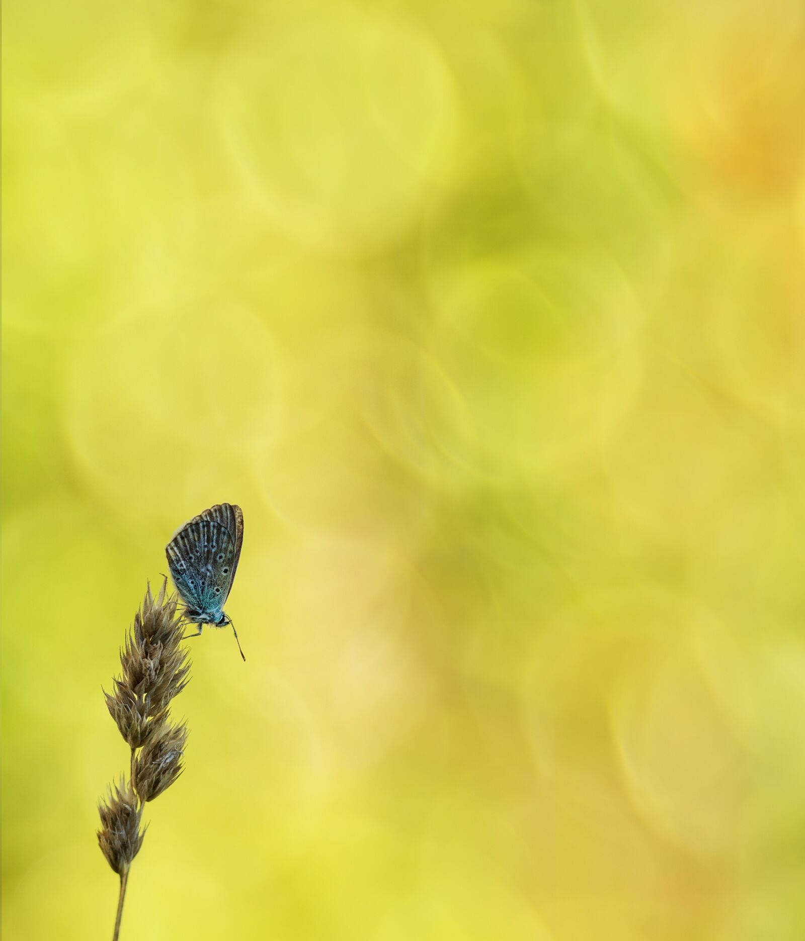 Sony SLT-A77 + 105mm F2.8 sample photo. Common blue, butterfly, common photography