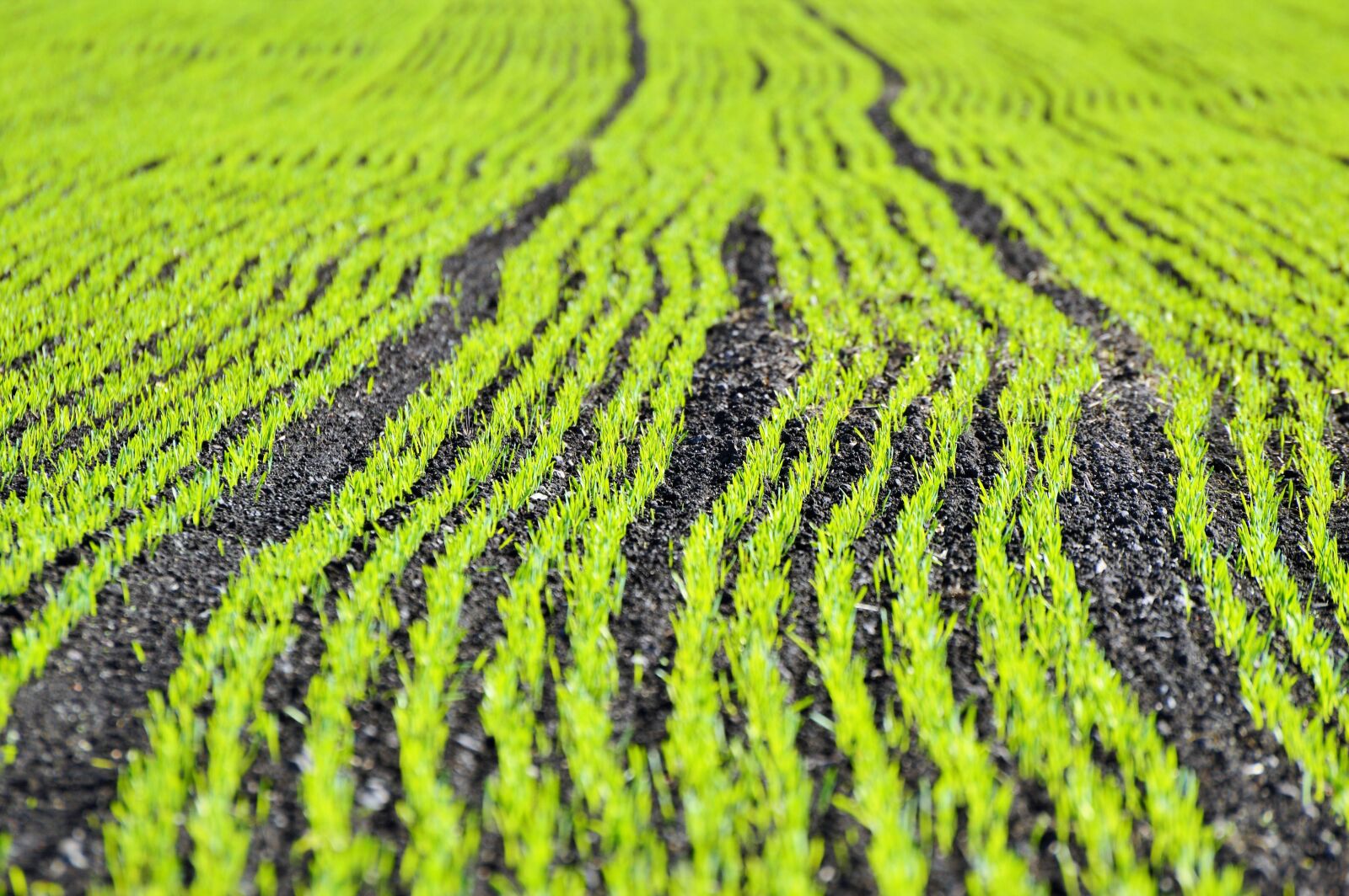 Nikon D3200 sample photo. Arable, field, agriculture photography