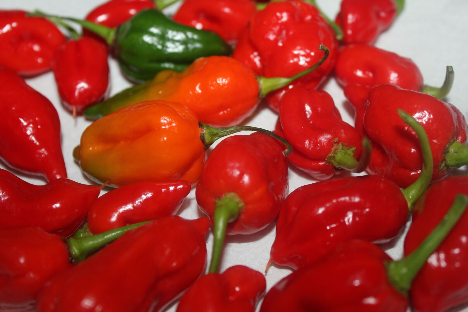 Canon EOS 550D (EOS Rebel T2i / EOS Kiss X4) sample photo. Peppers, red, chilli photography