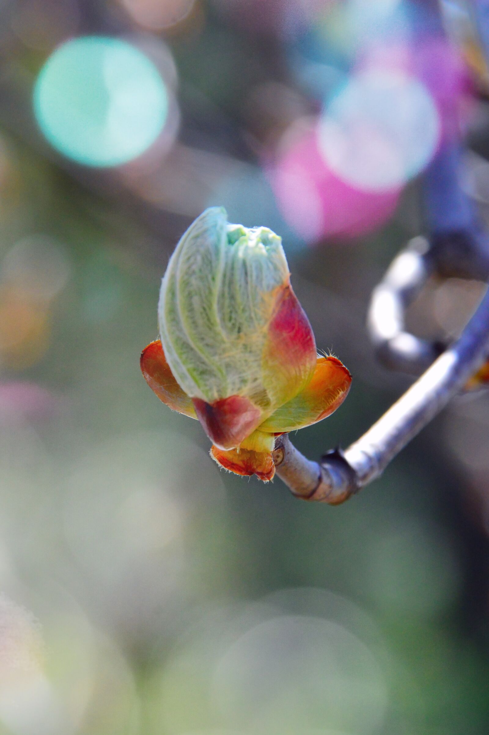 Nikon D3200 sample photo. Wood, branch, nature photography