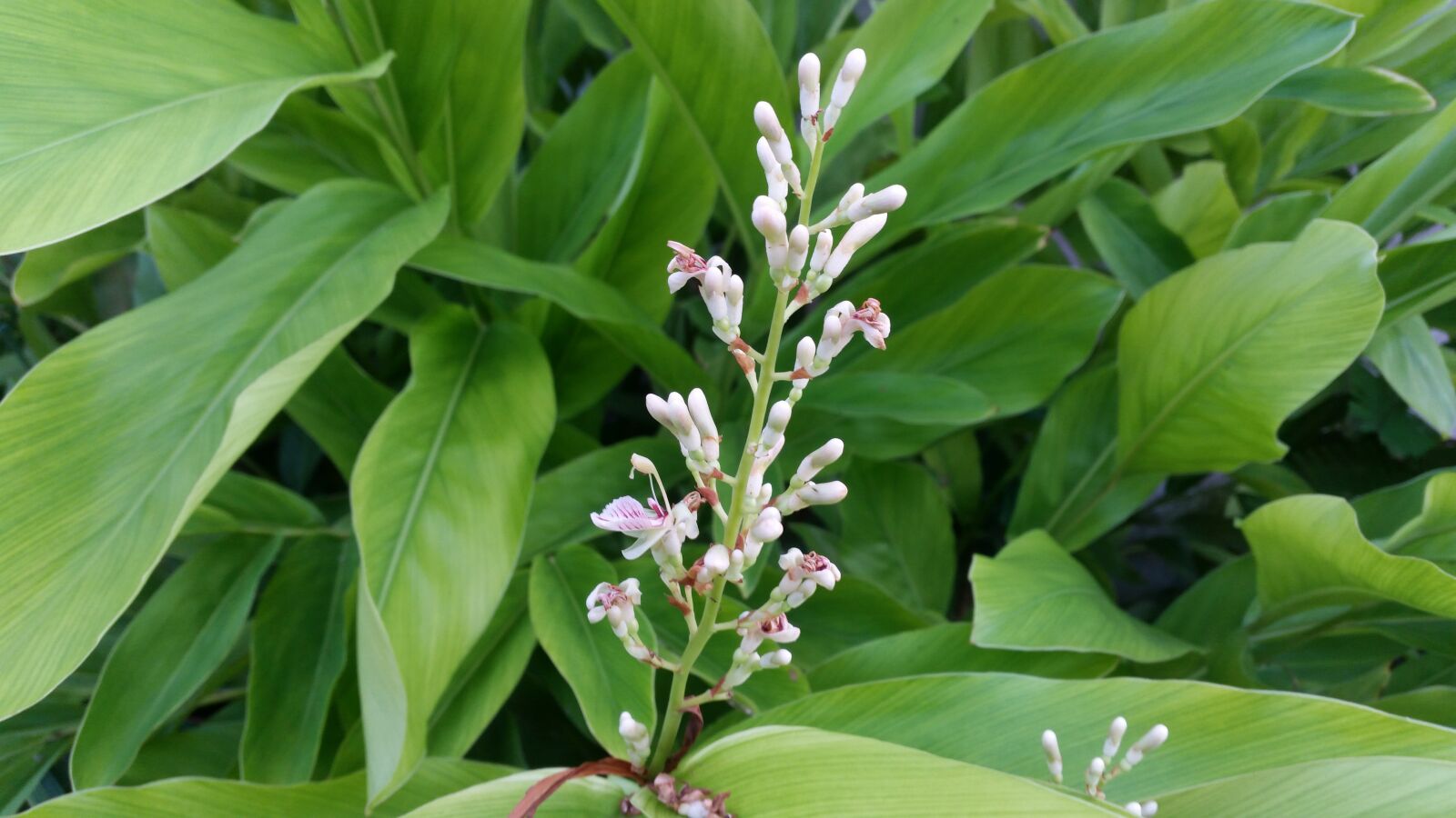 Samsung Galaxy S5 sample photo. Flower, flowers, flowers thailand photography