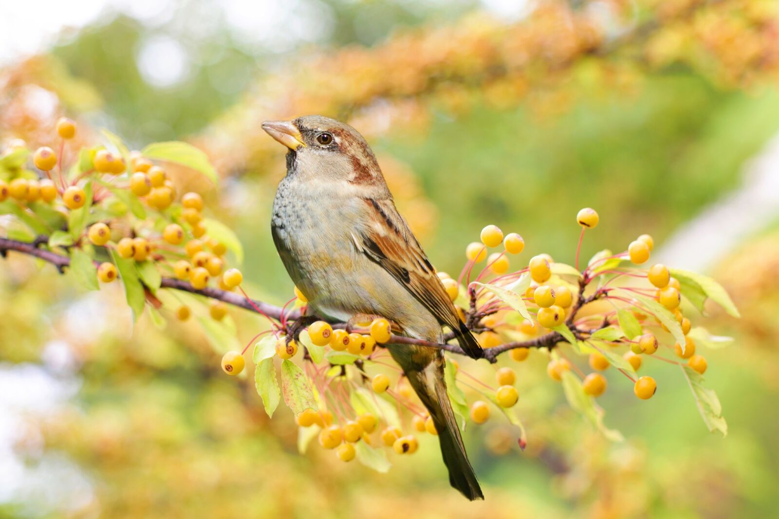 Canon EF 50mm F1.4 USM sample photo. Bird, sparrow, berries photography