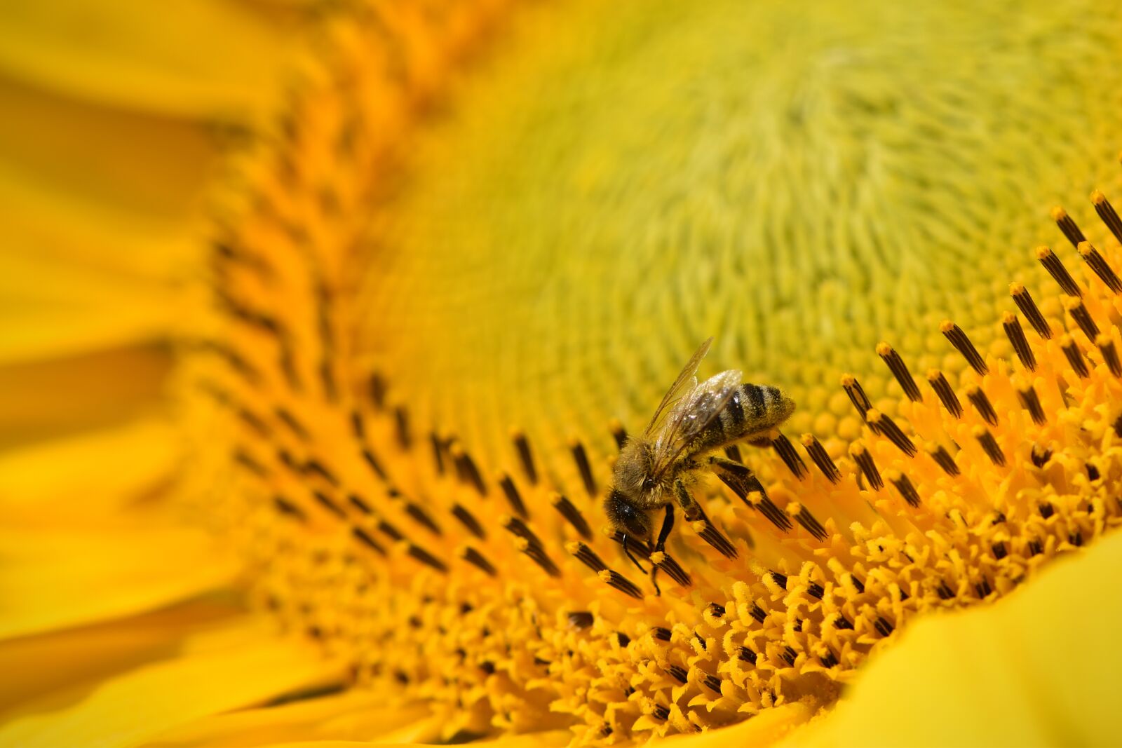 Nikon D5500 sample photo. Sunflower, yellow, bee photography