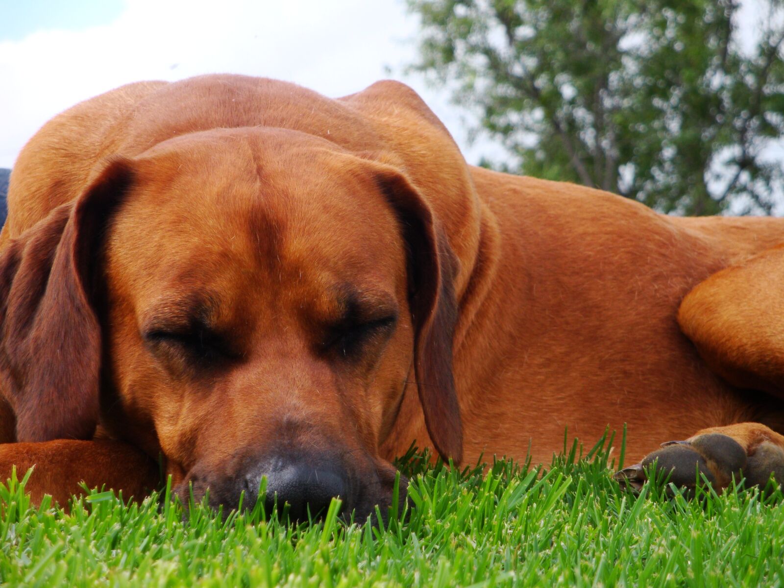 Sony Cyber-shot DSC-W170 sample photo. Dog, sleeping, pet photography