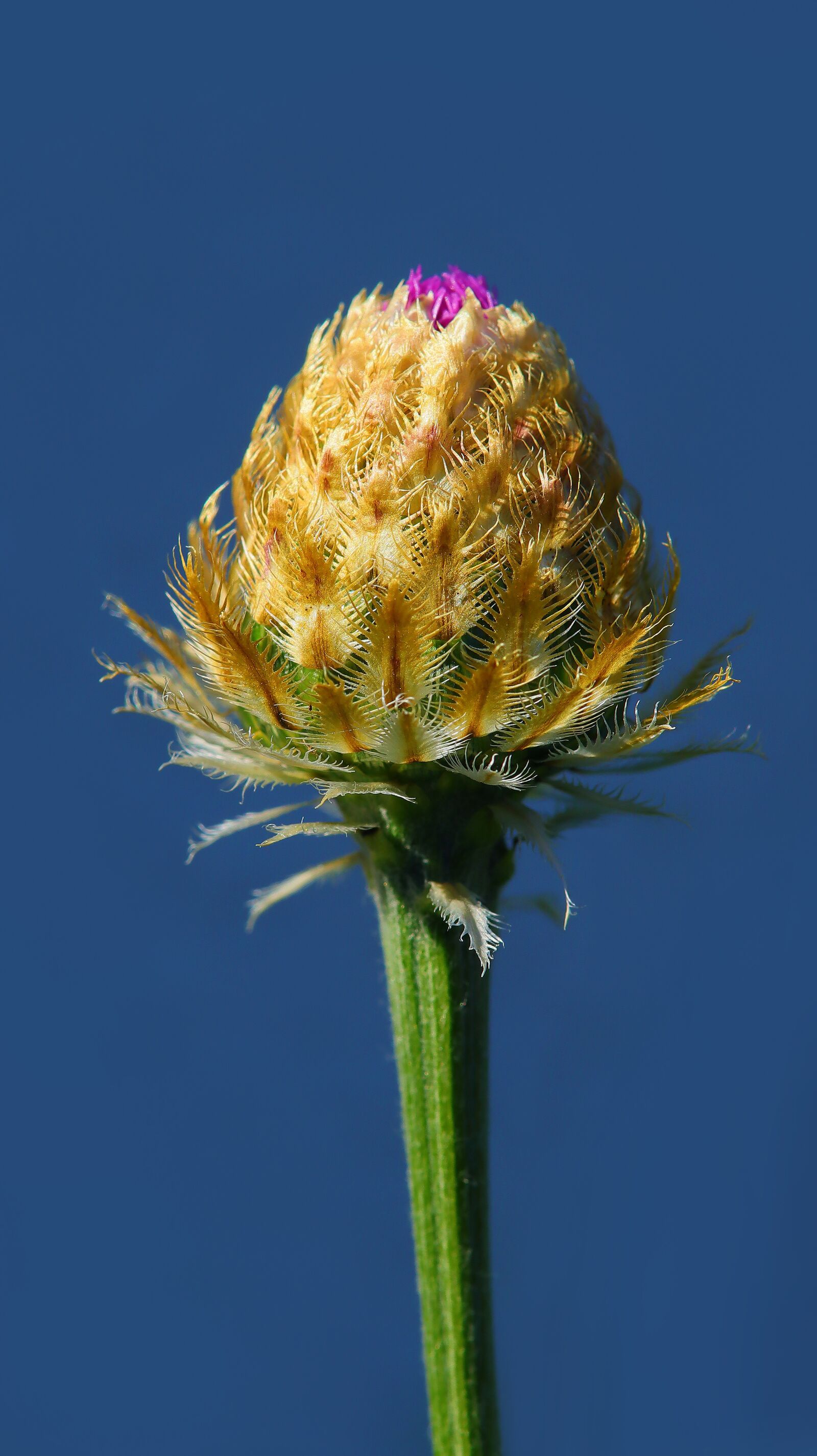 Canon EOS M50 (EOS Kiss M) sample photo. Cornflower, garden, plant photography