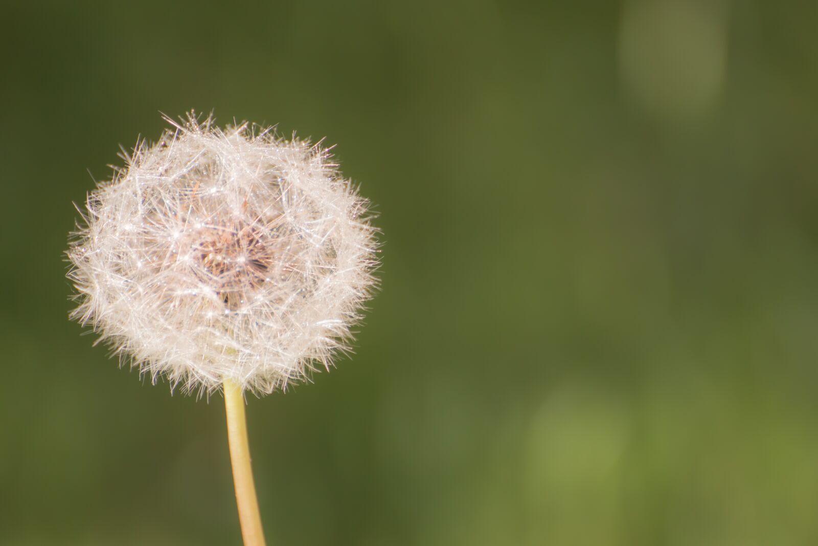 Canon EOS 200D (EOS Rebel SL2 / EOS Kiss X9) sample photo. Dandelion, close up, pointed photography