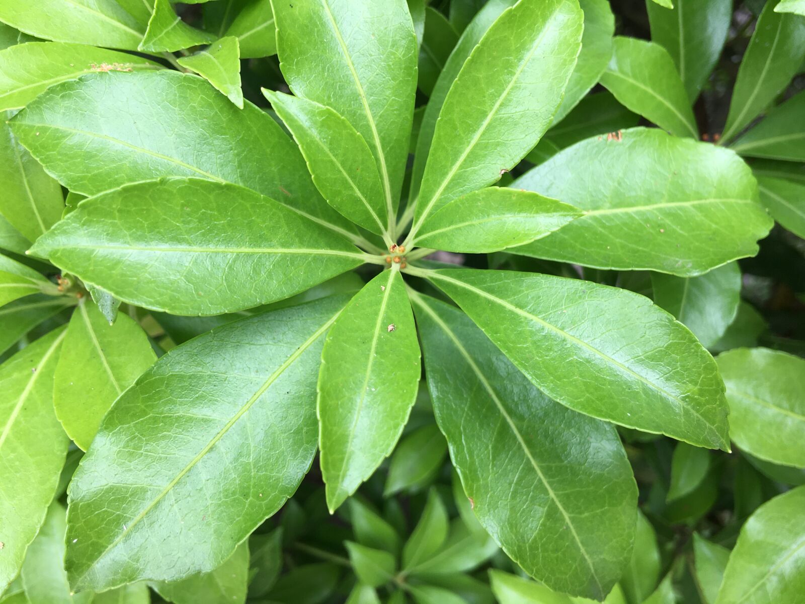 iPhone 6s Plus back camera 4.15mm f/2.2 sample photo. Leaf, nature, close-up photograph photography