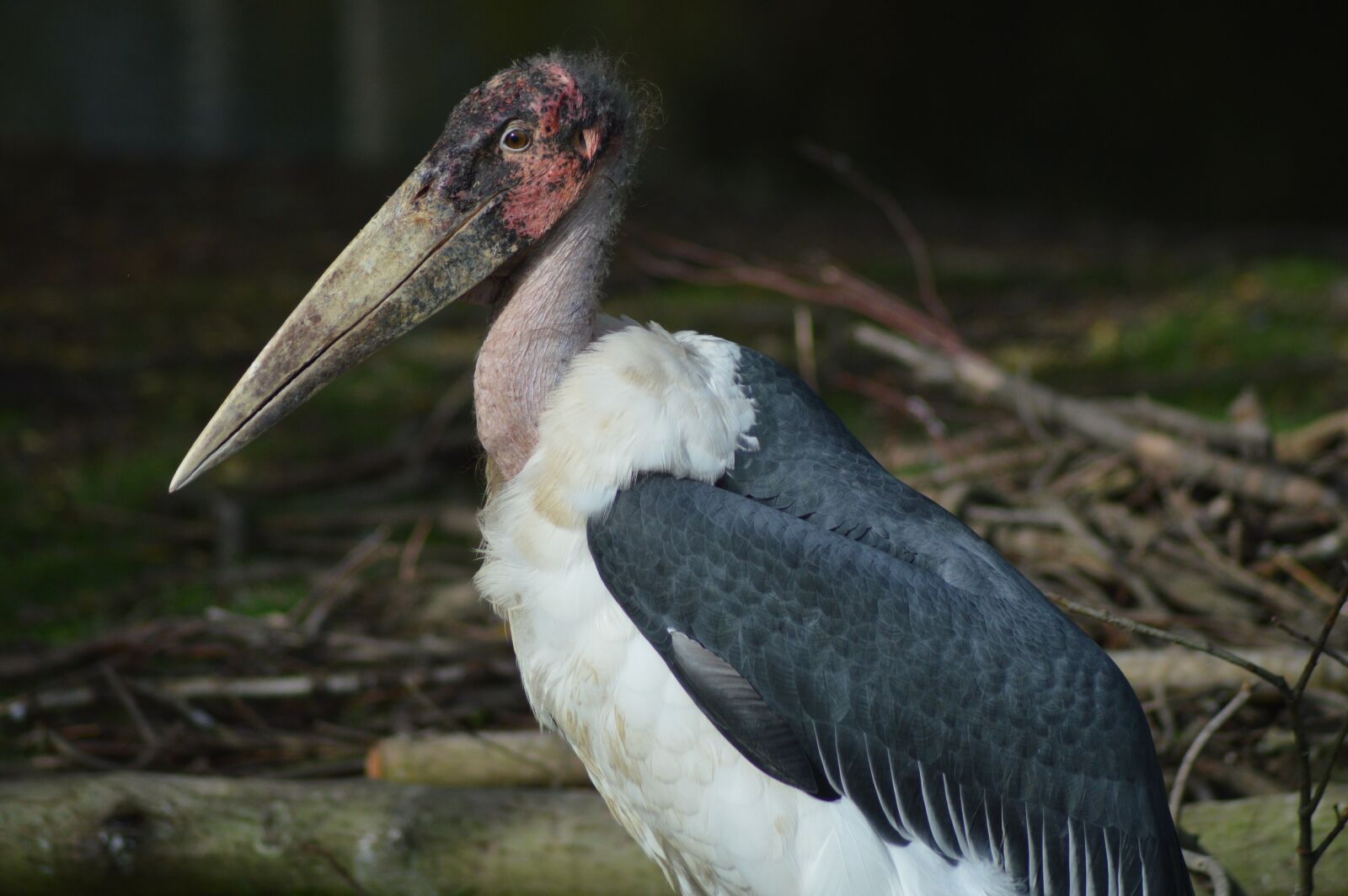 Nikon D3200 sample photo. Bird, marabou, large-billed photography