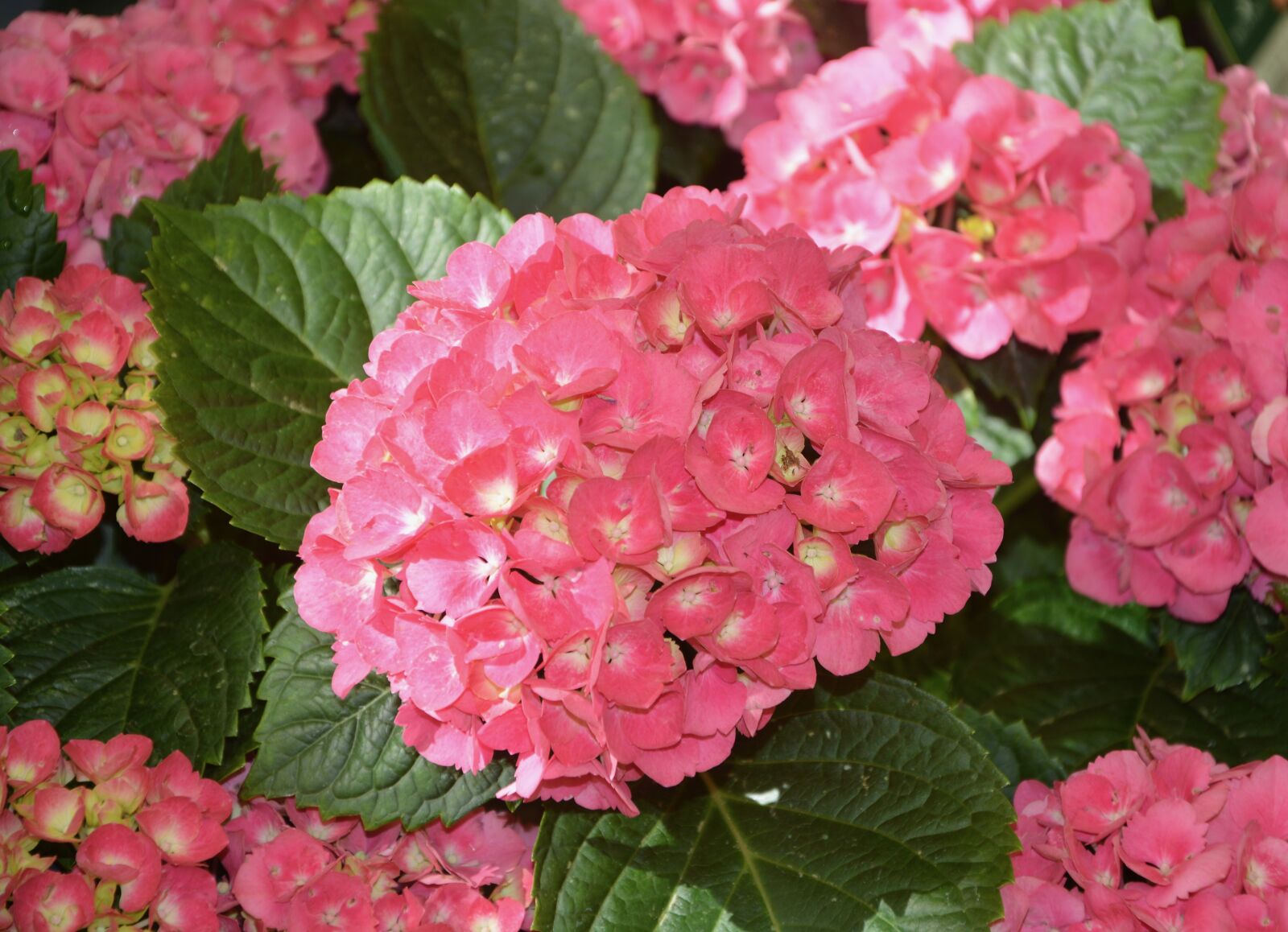 Nikon D5200 sample photo. Flowers hydrangea roses, pink photography