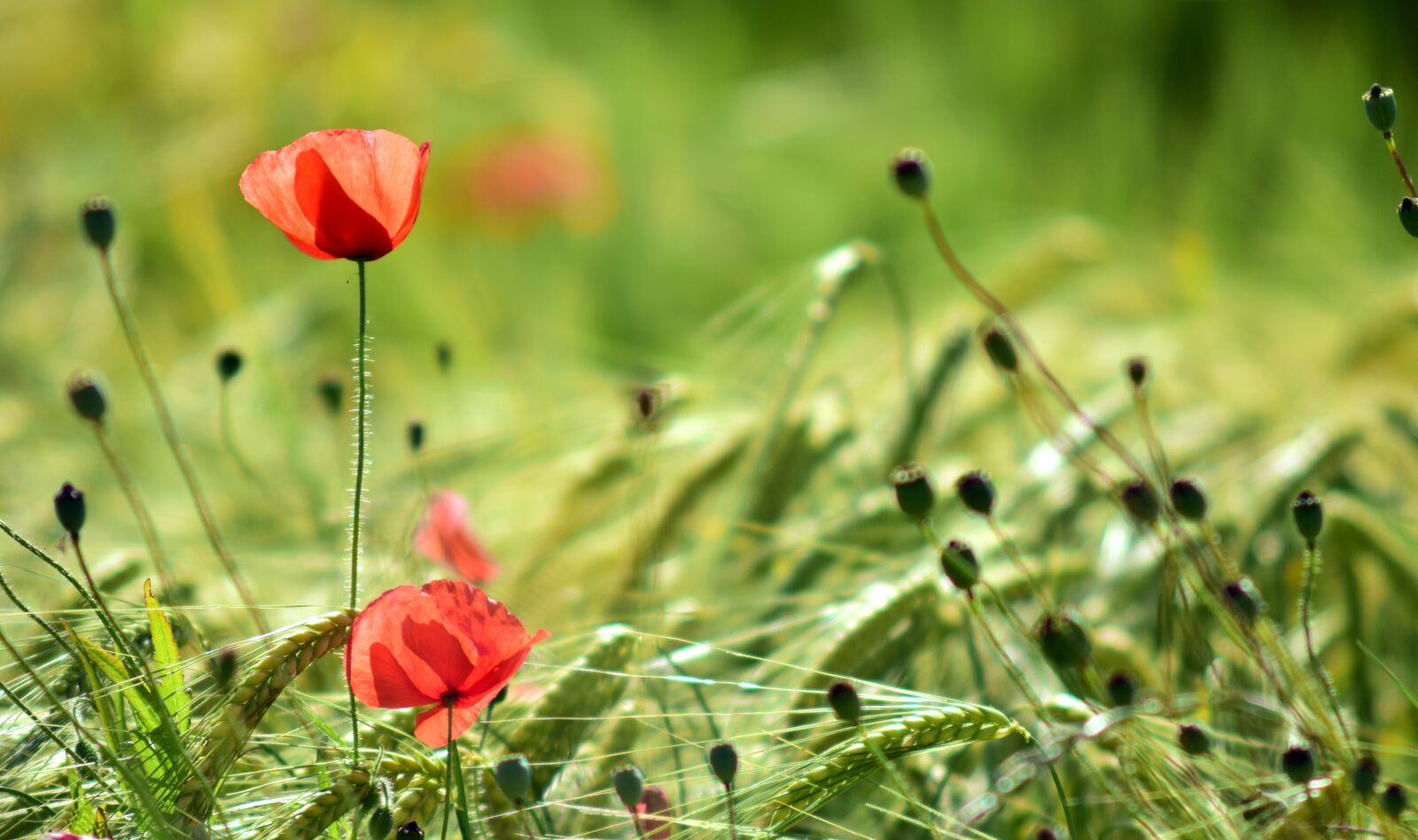 Nikon D3300 sample photo. Poppy, backlighting, flower photography