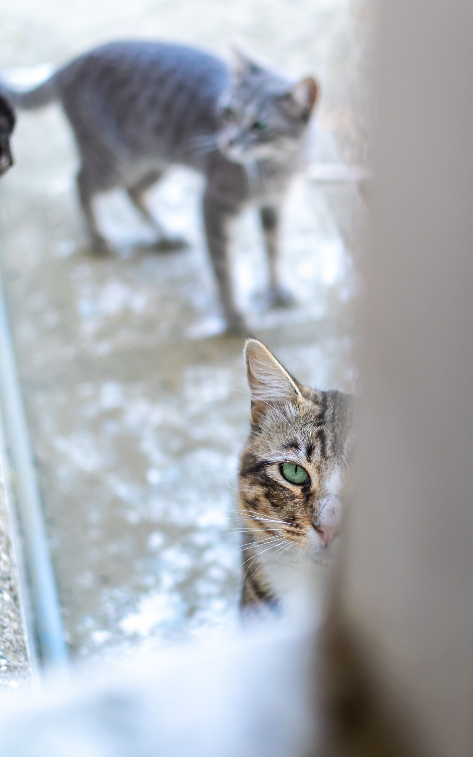 Nikon D5300 sample photo. Cat, animal, cute photography